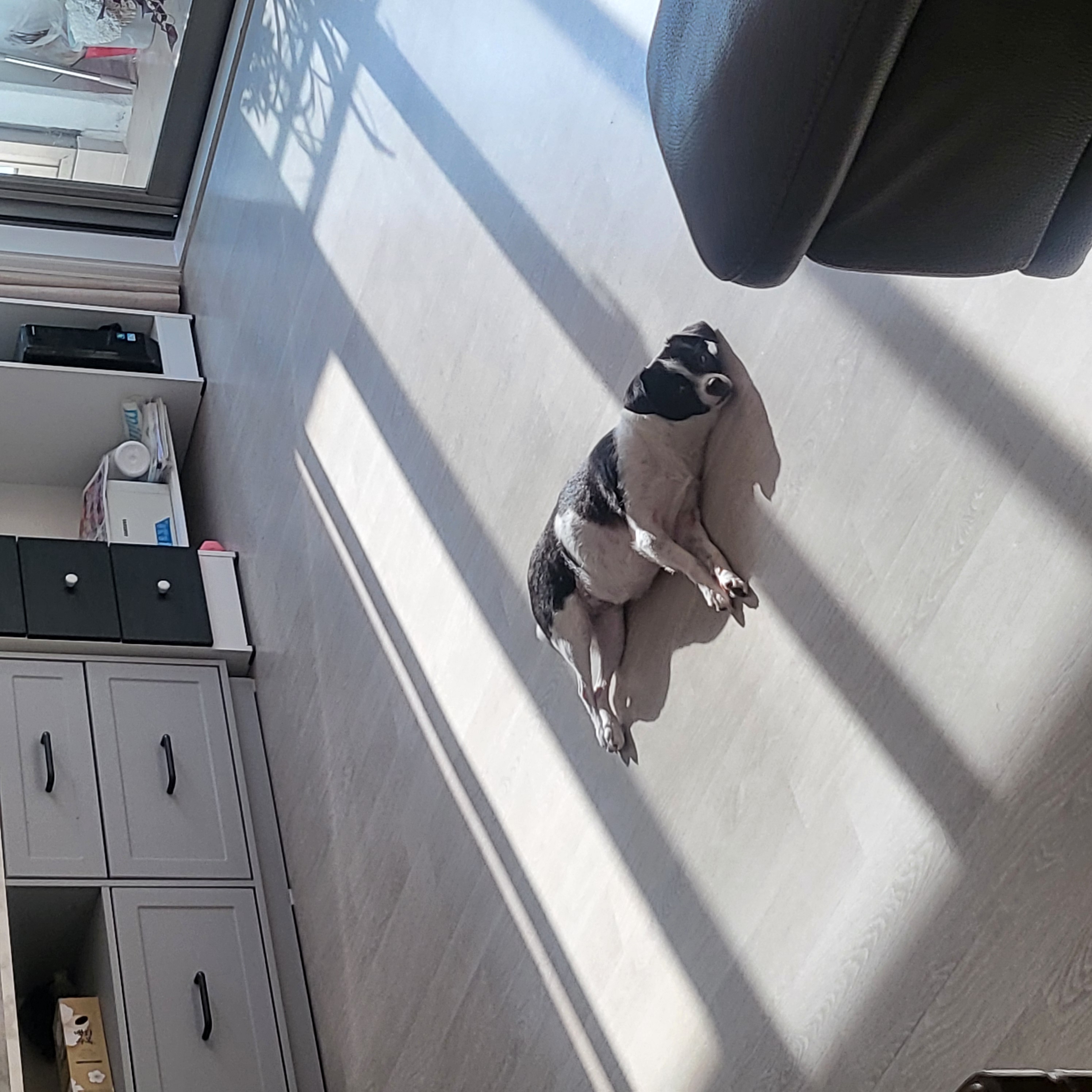 양주 번식장에서 구출한 라일락 (지금은 지아!)