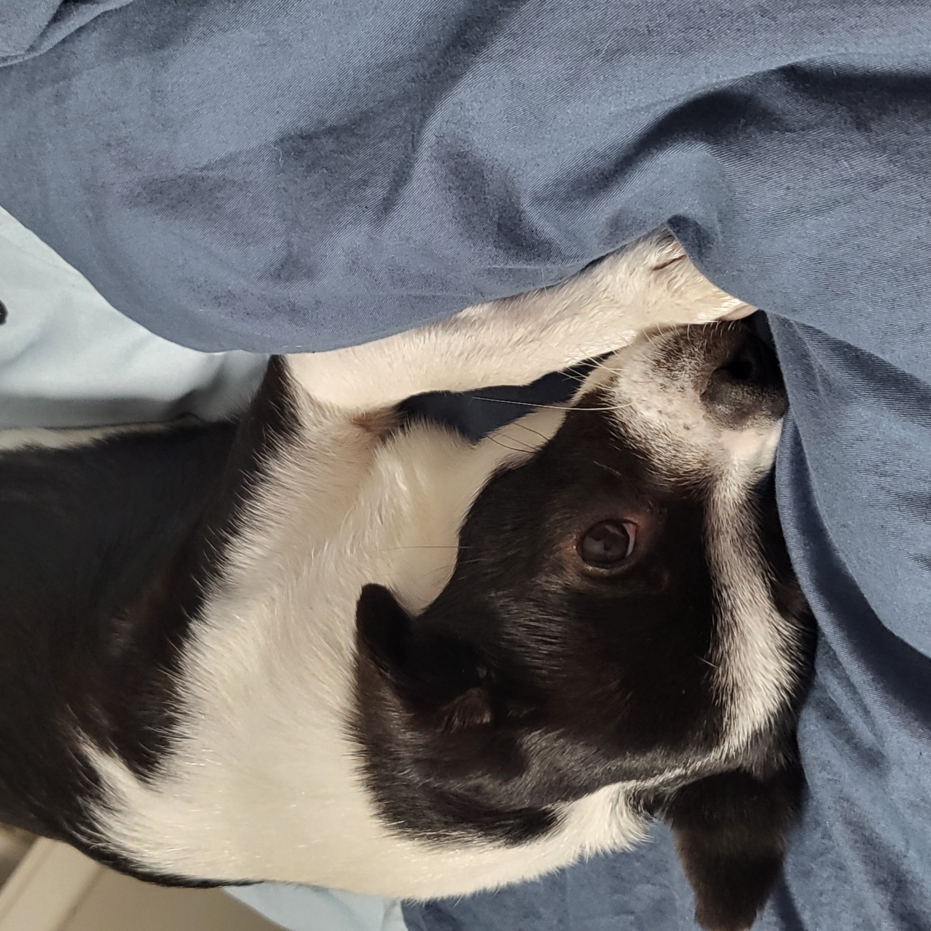 양주 번식장에서 구출한 라일락 (지금은 지아!)