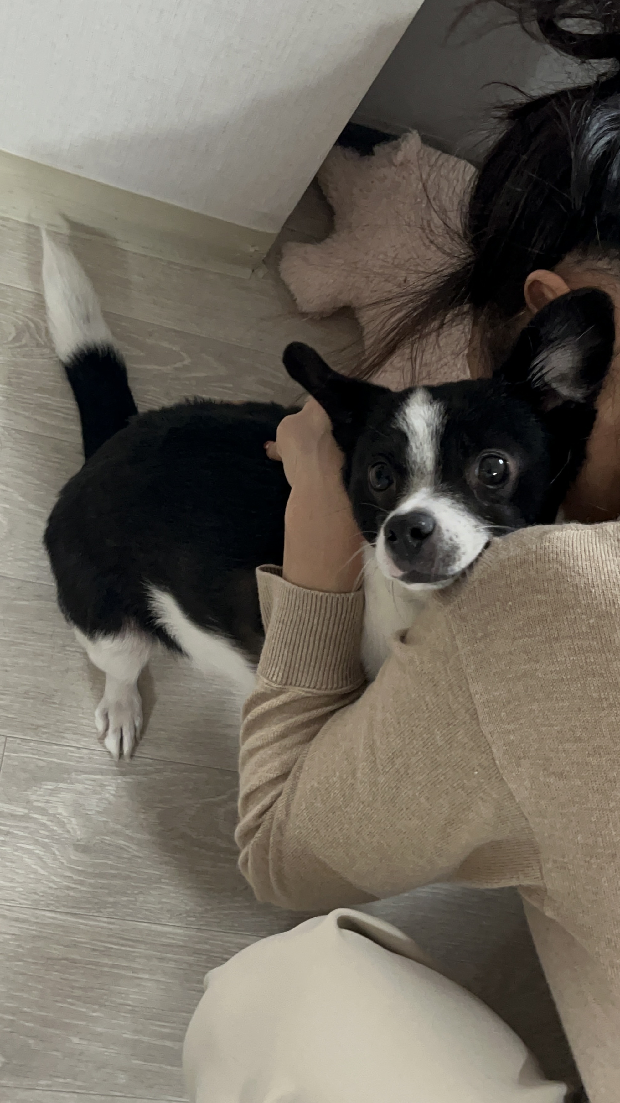 양주 번식장에서 구출한 라일락 (지금은 지아!)