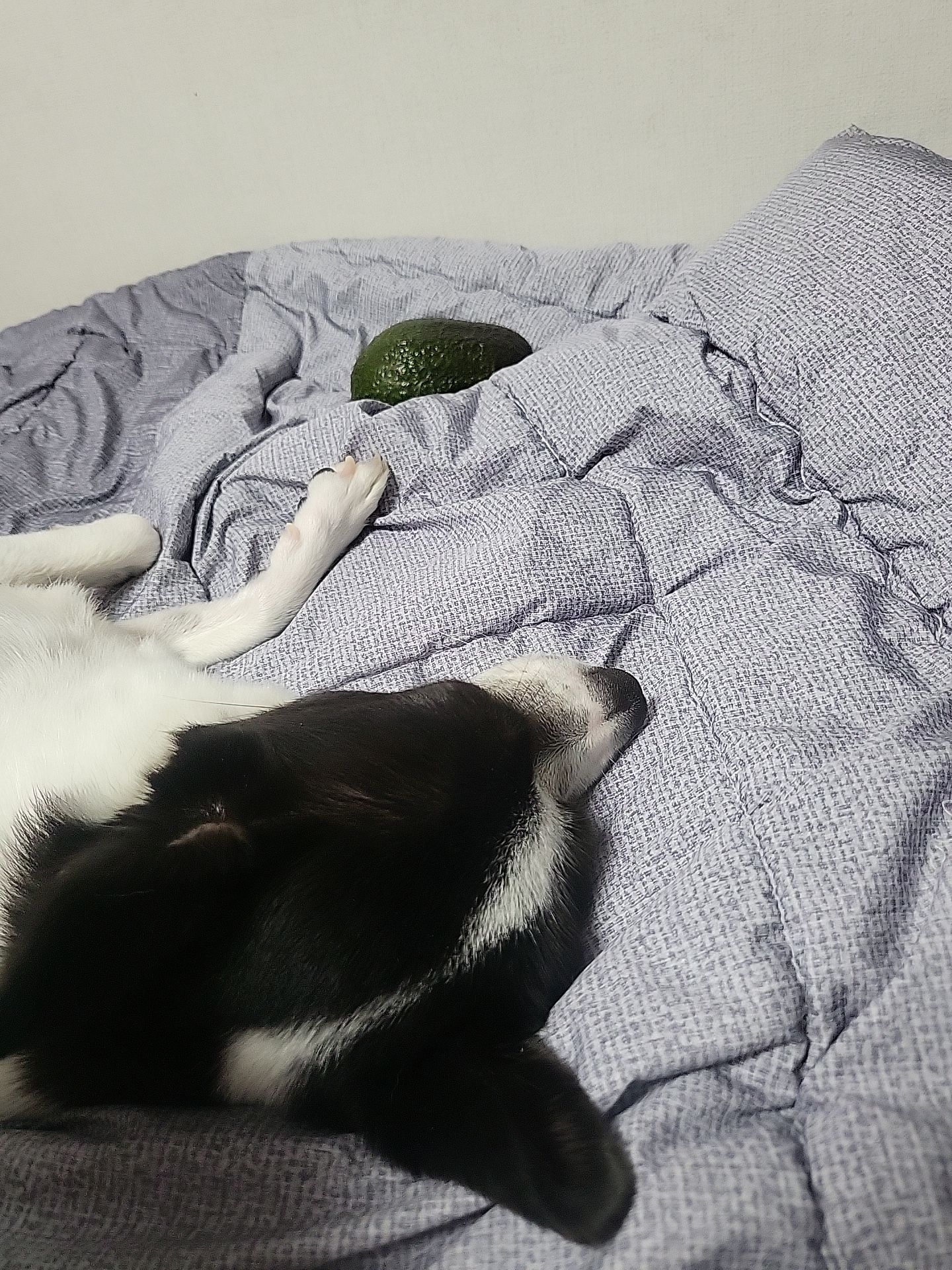 양주 번식장에서 구출한 라일락 (지금은 지아!)