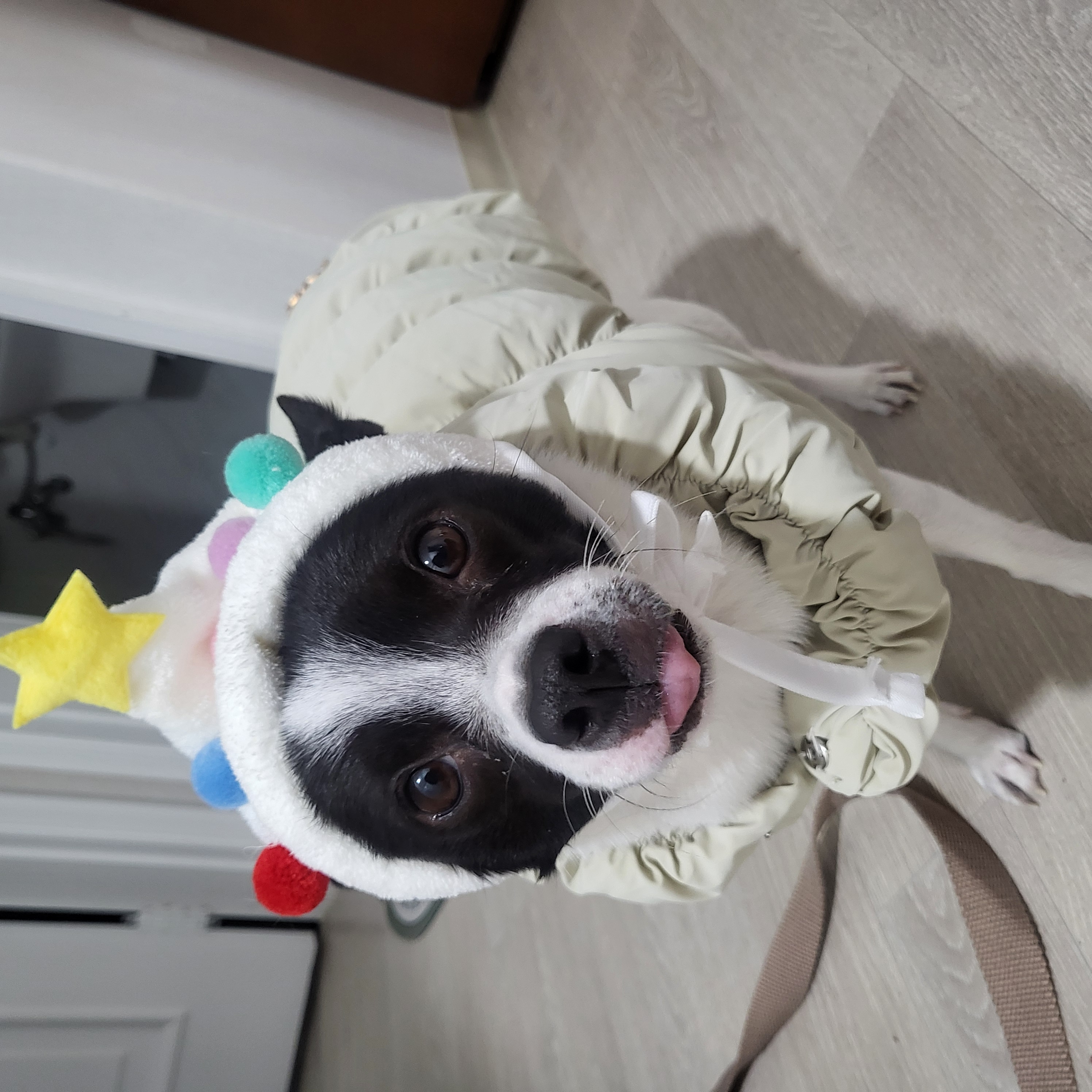 양주 번식장에서 구출한 라일락 (지금은 지아!)