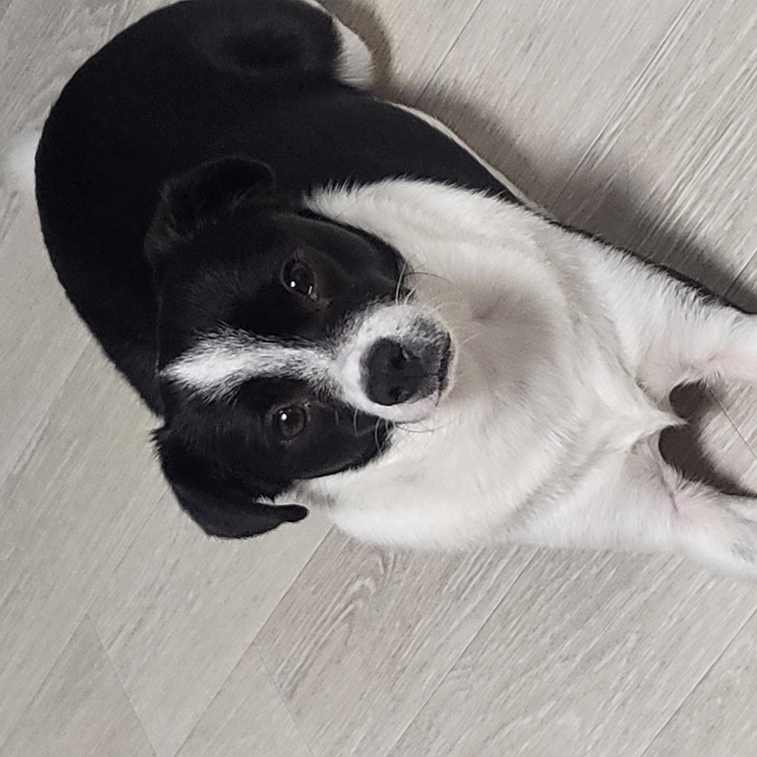 양주 번식장에서 구출한 라일락 (지금은 지아!)