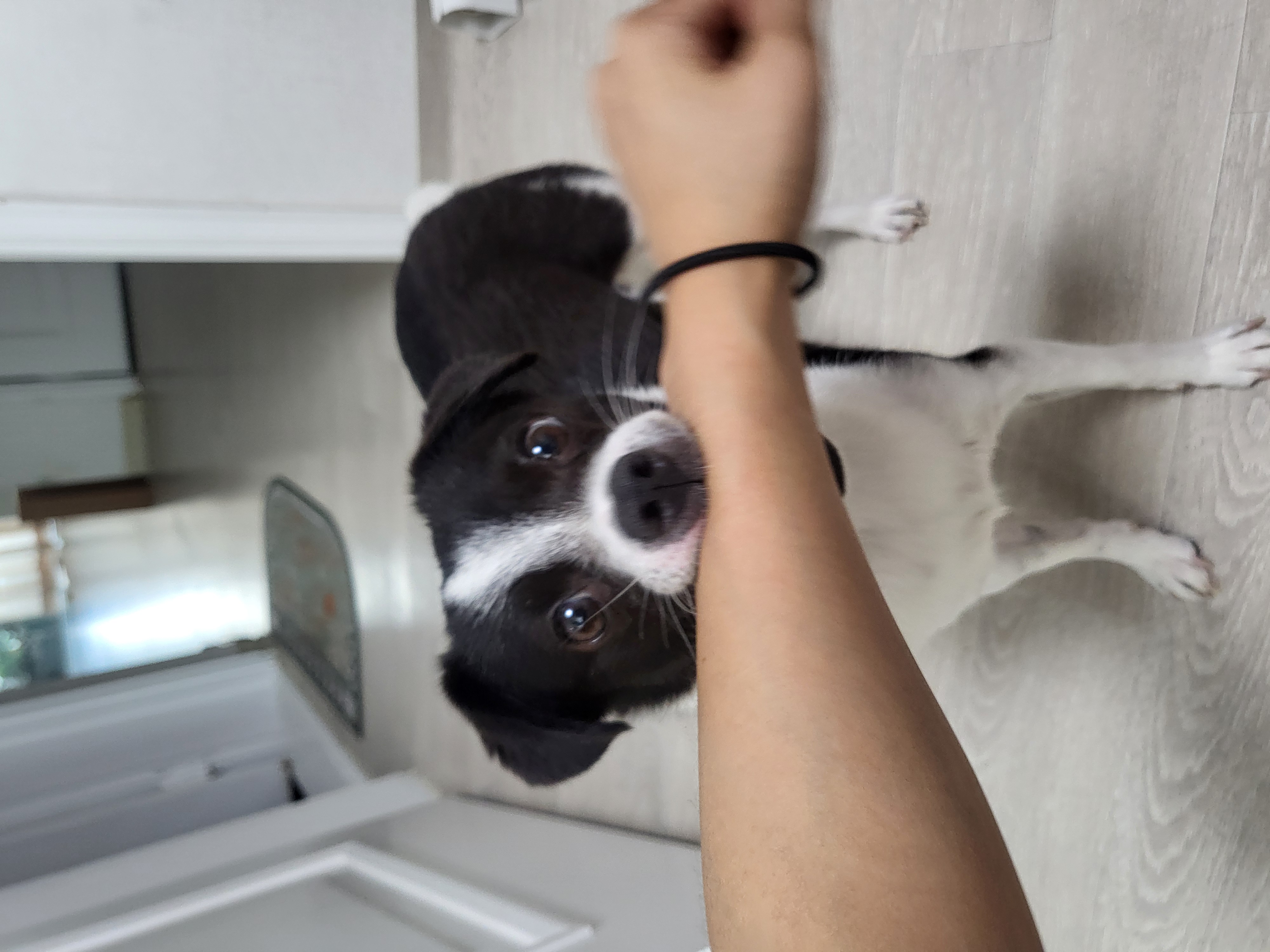 양주 번식장에서 구출한 라일락 (지금은 지아!)