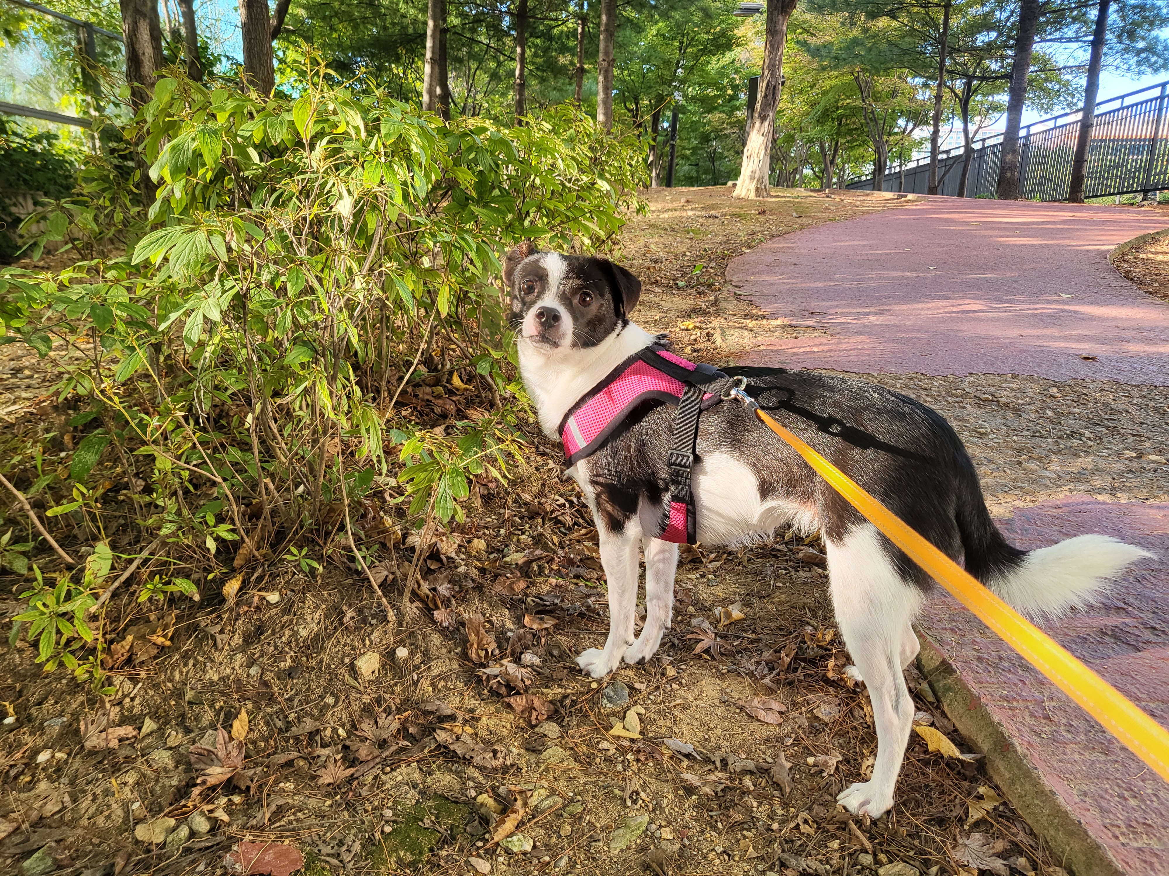 양주 번식장에서 구출한 라일락 (지금은 지아!)