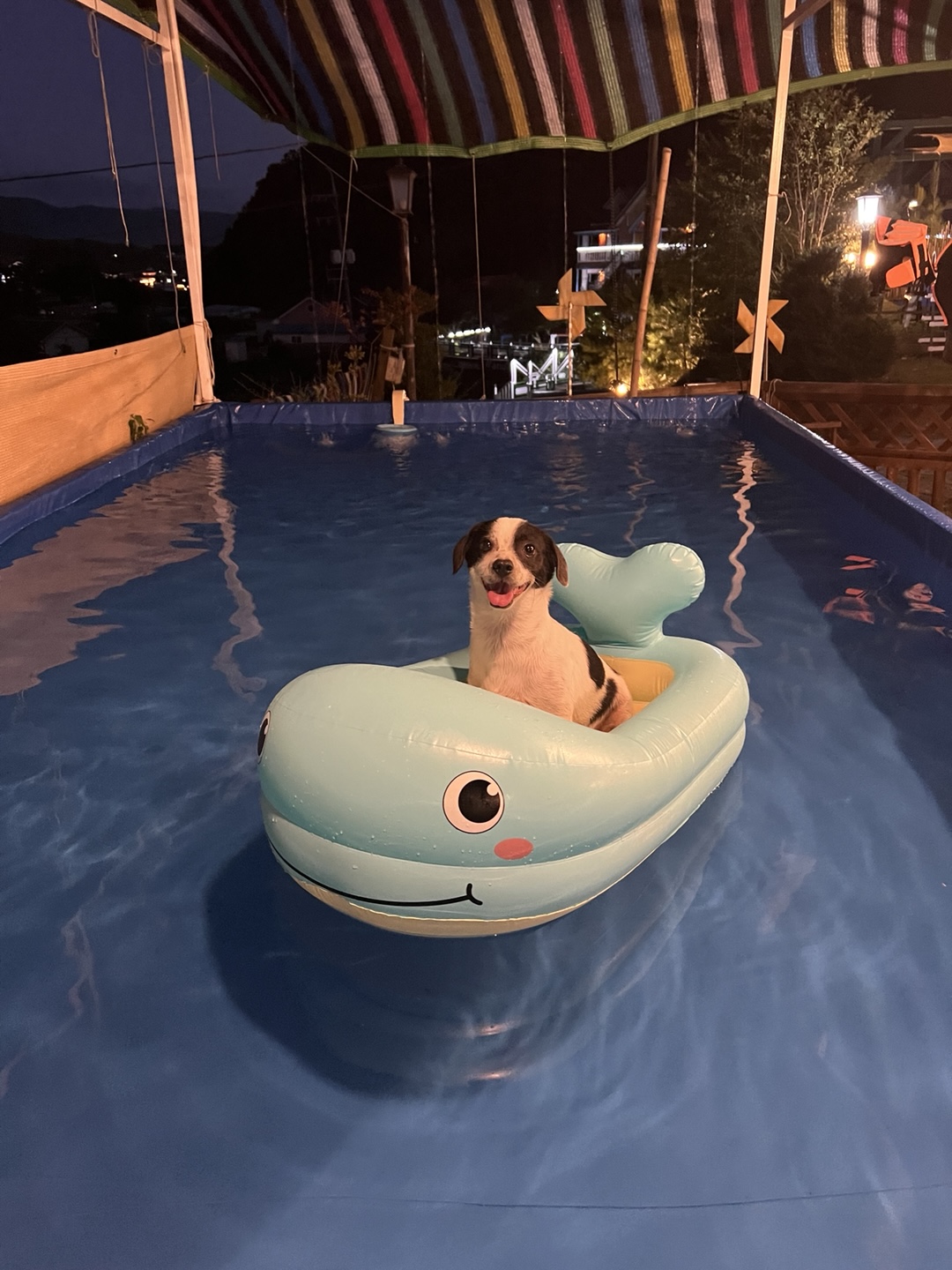 아키(구 하얀이)가 가족이 된지 3년이 지났어요