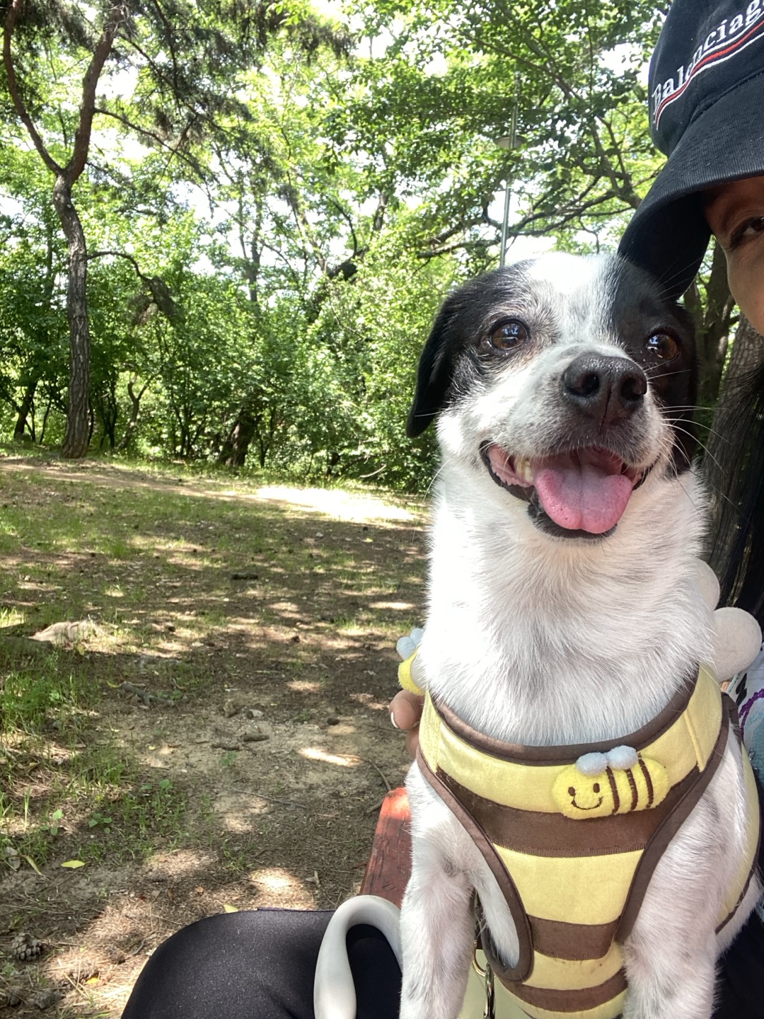 아키(구 하얀이)가 가족이 된지 3년이 지났어요