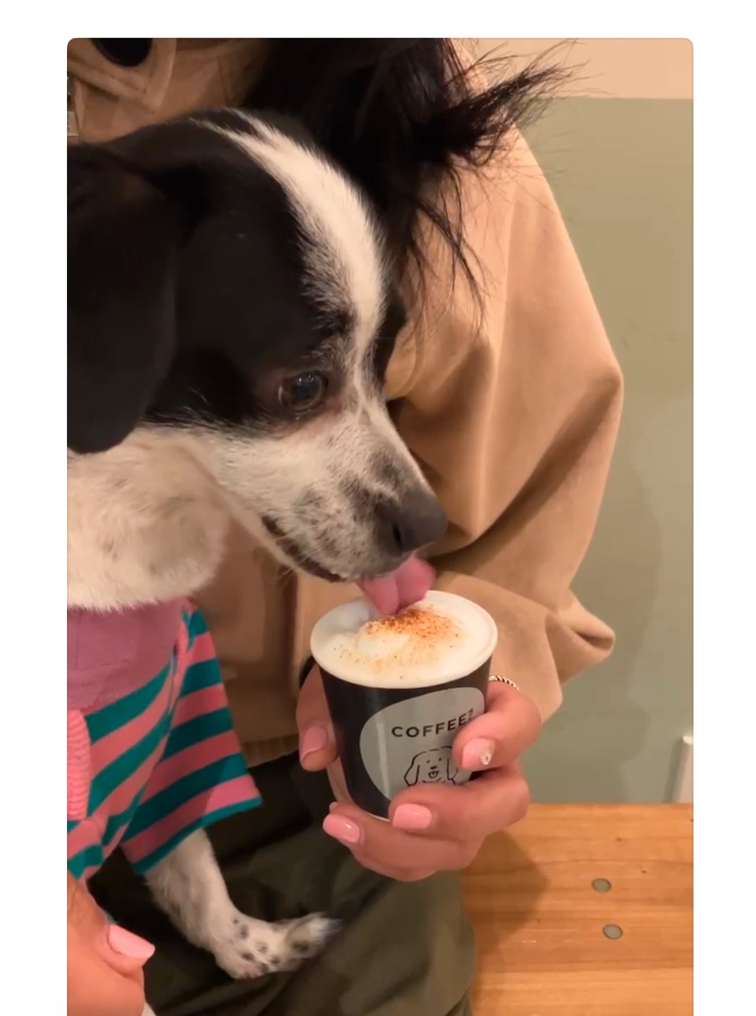 아키(구 하얀이)가 가족이 된지 3년이 지났어요