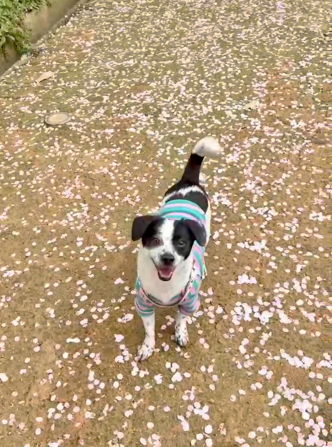 아키(구 하얀이)가 가족이 된지 3년이 지났어요