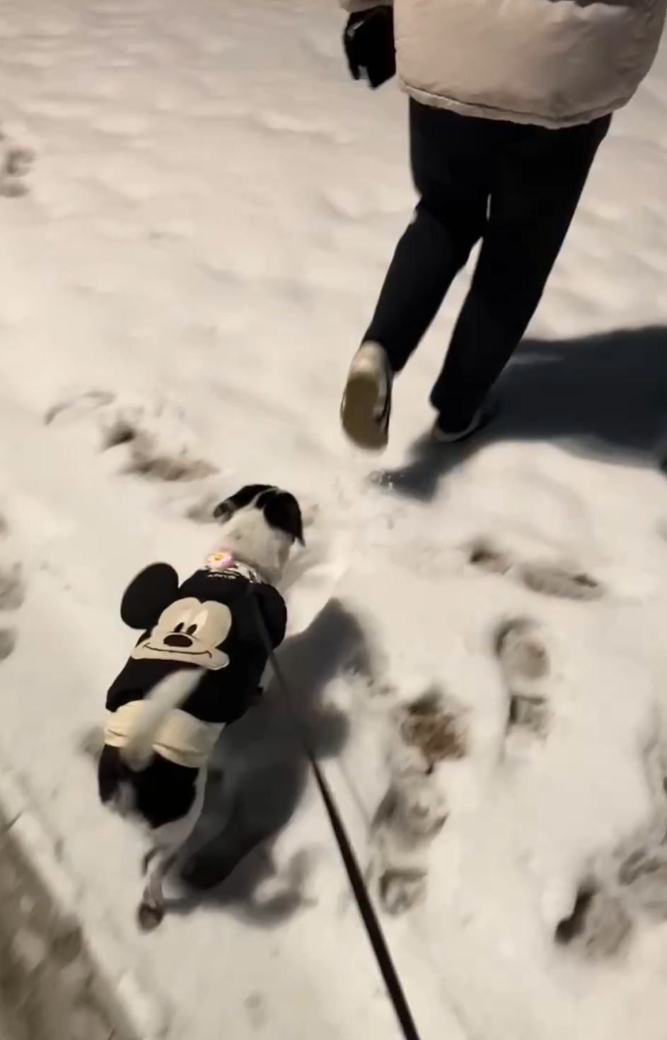 아키(구 하얀이)가 가족이 된지 3년이 지났어요