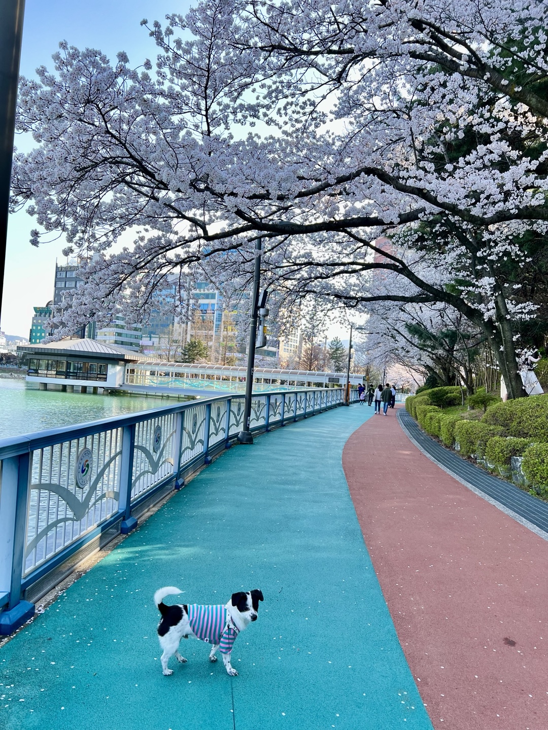 아키(구 하얀이)가 가족이 된지 3년이 지났어요