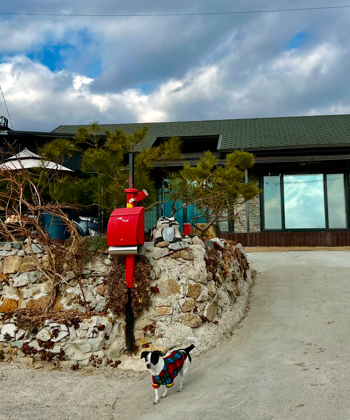 아키(구 하얀이)가 가족이 된지 3년이 지났어요