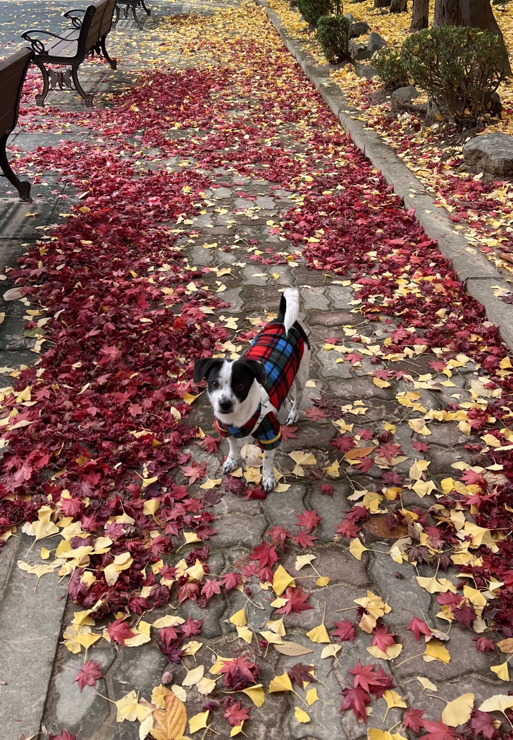 아키(구 하얀이)가 가족이 된지 3년이 지났어요