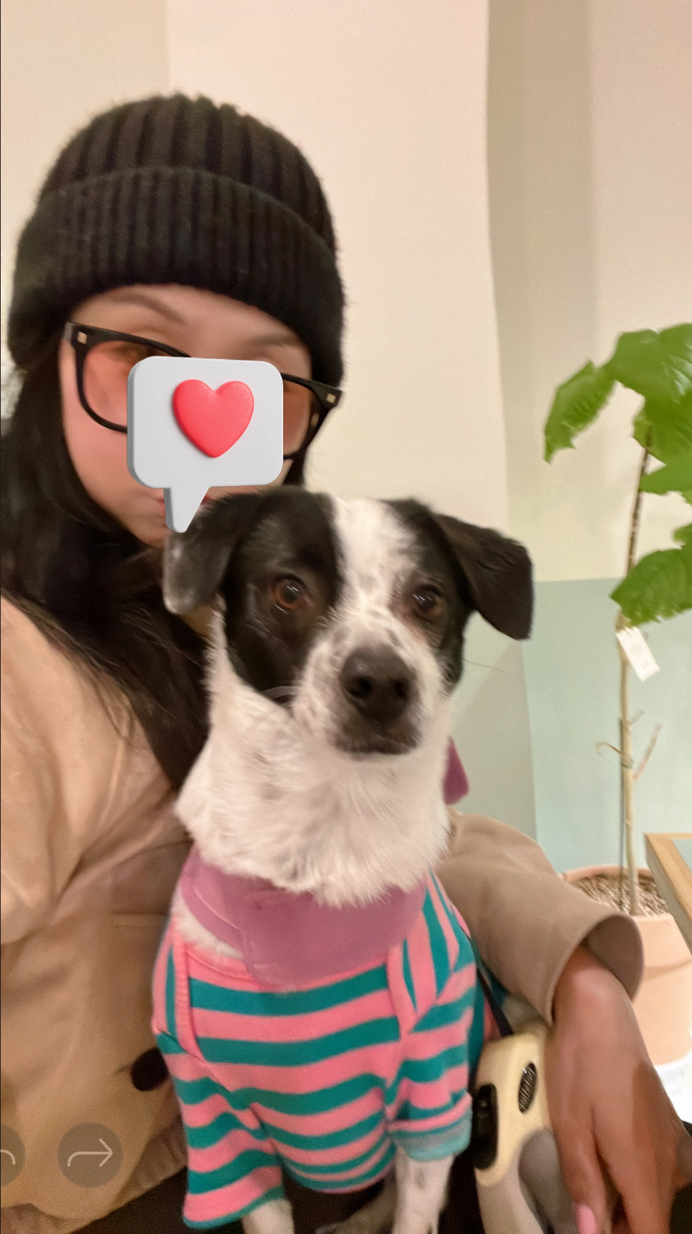 아키(구 하얀이)가 가족이 된지 3년이 지났어요