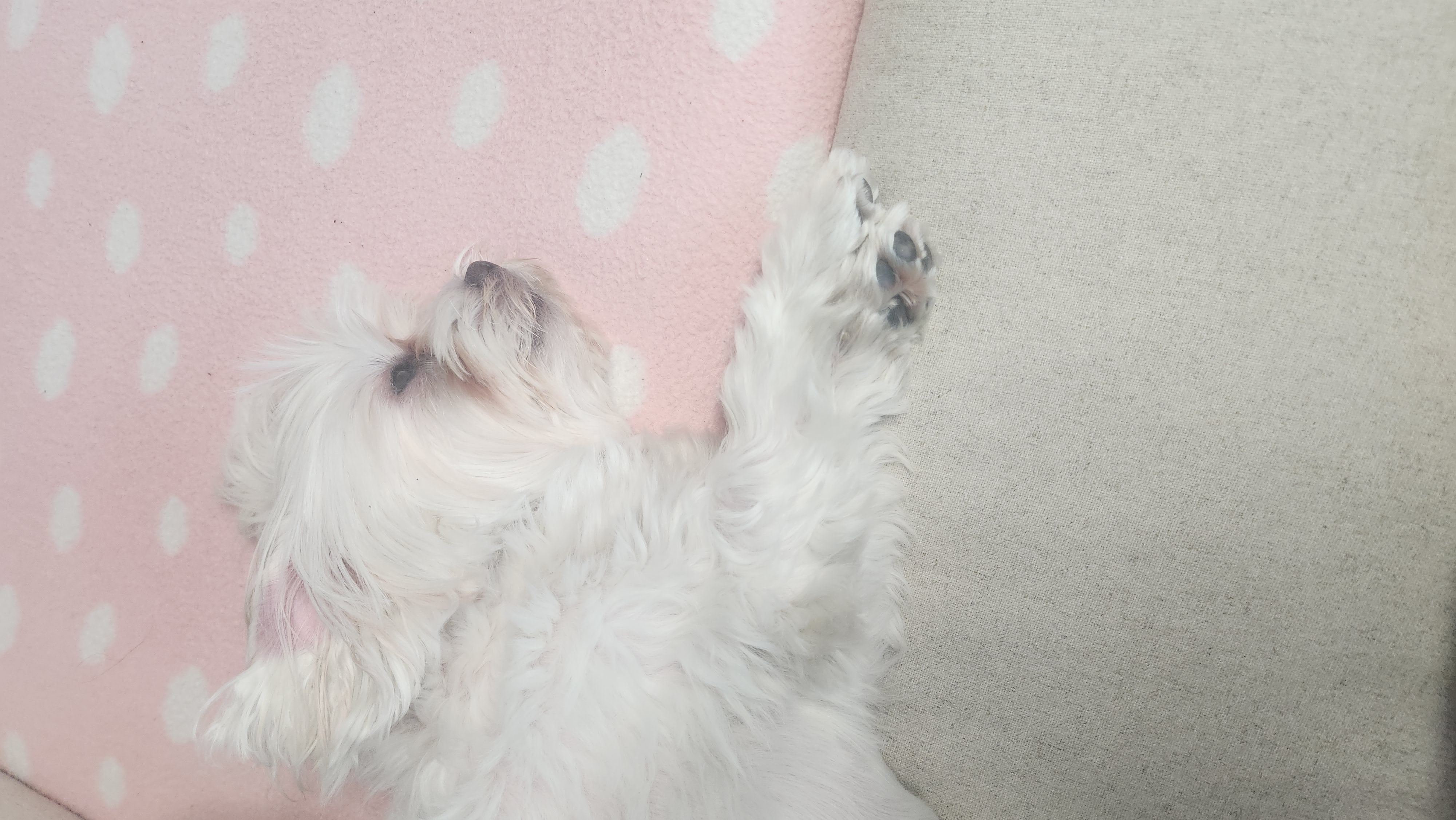 1년 전에 우리집에 보물이 들어왔어요^^(미즈입양후기)