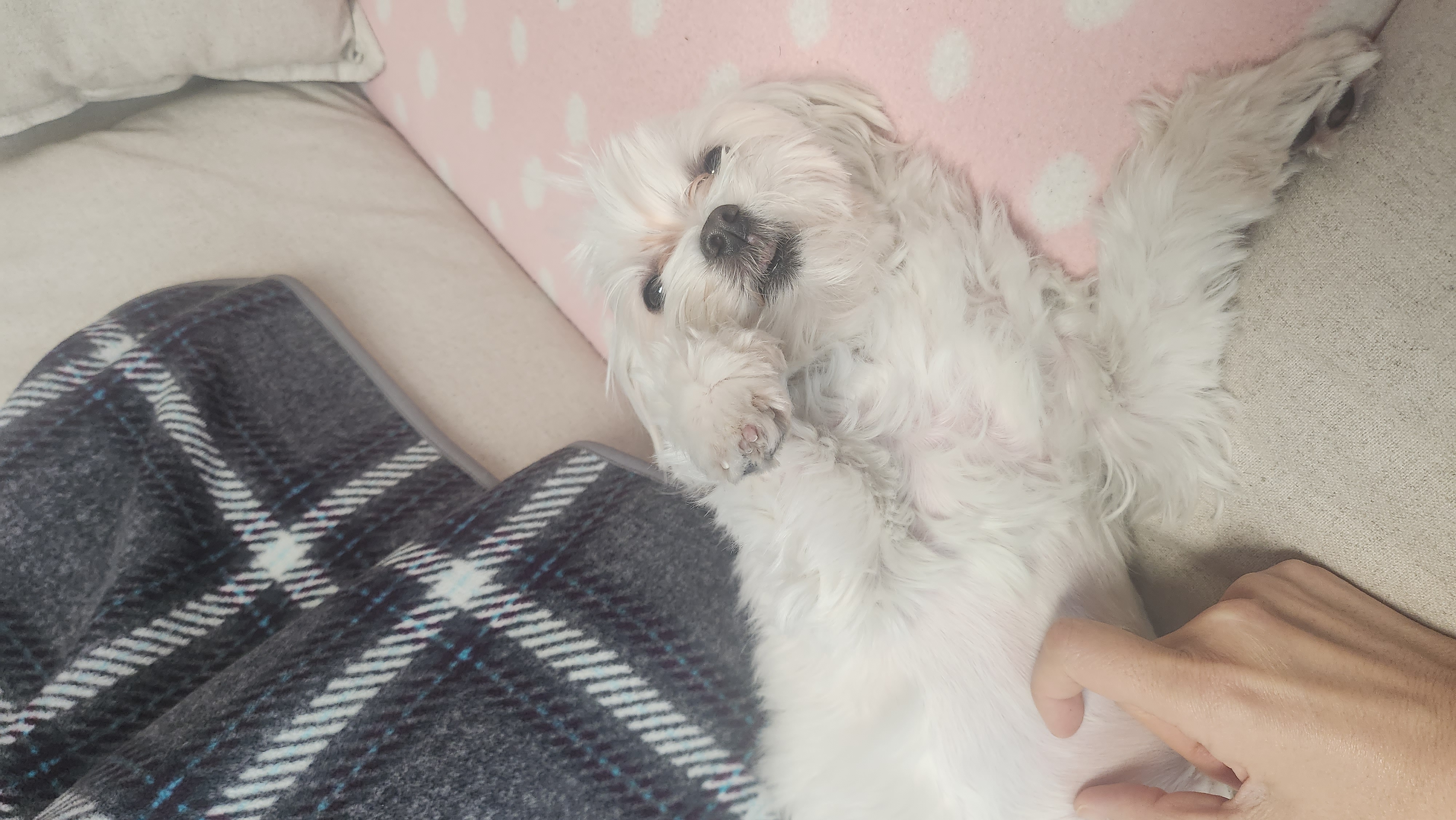 1년 전에 우리집에 보물이 들어왔어요^^(미즈입양후기)