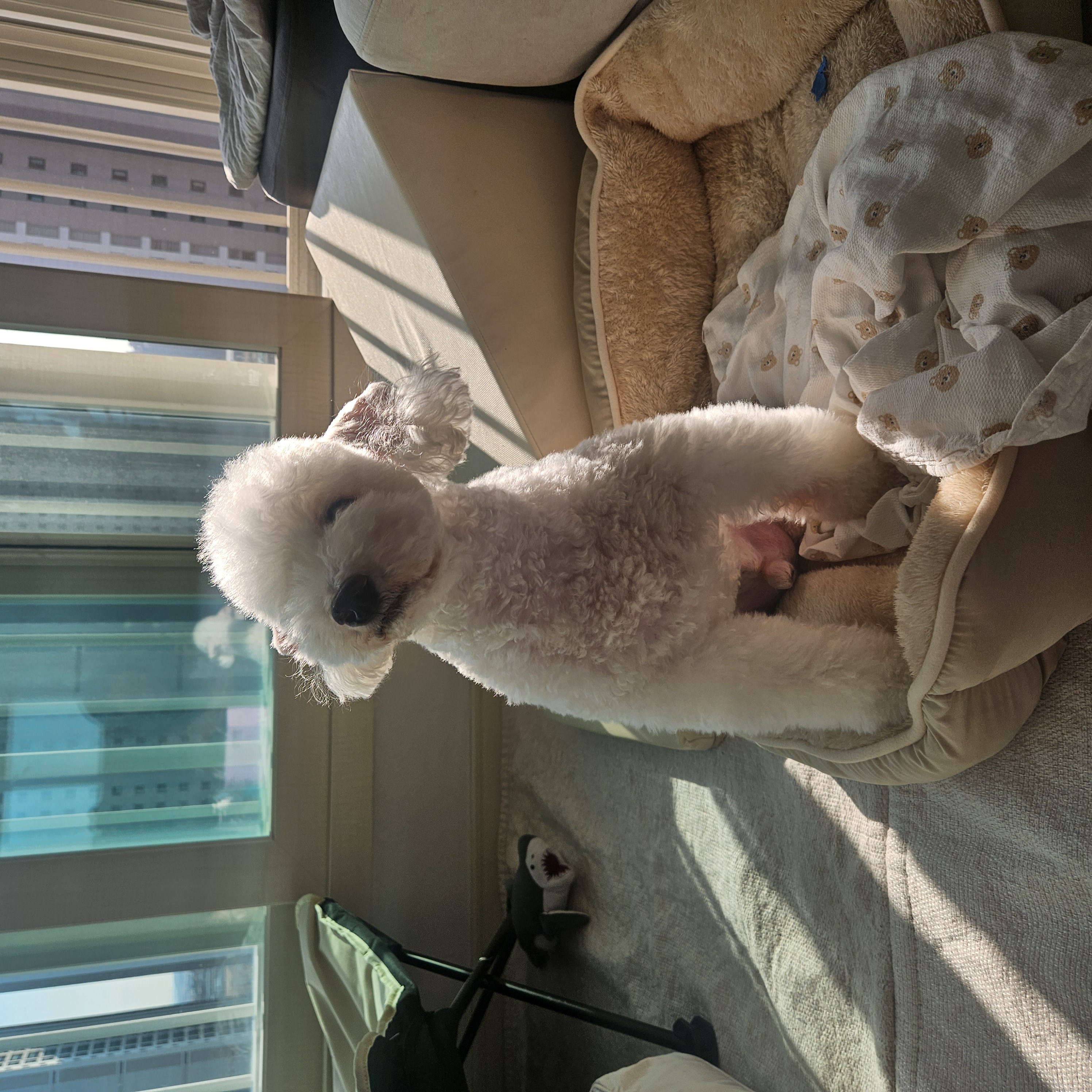 보령빛돌이(송이)겨울일상