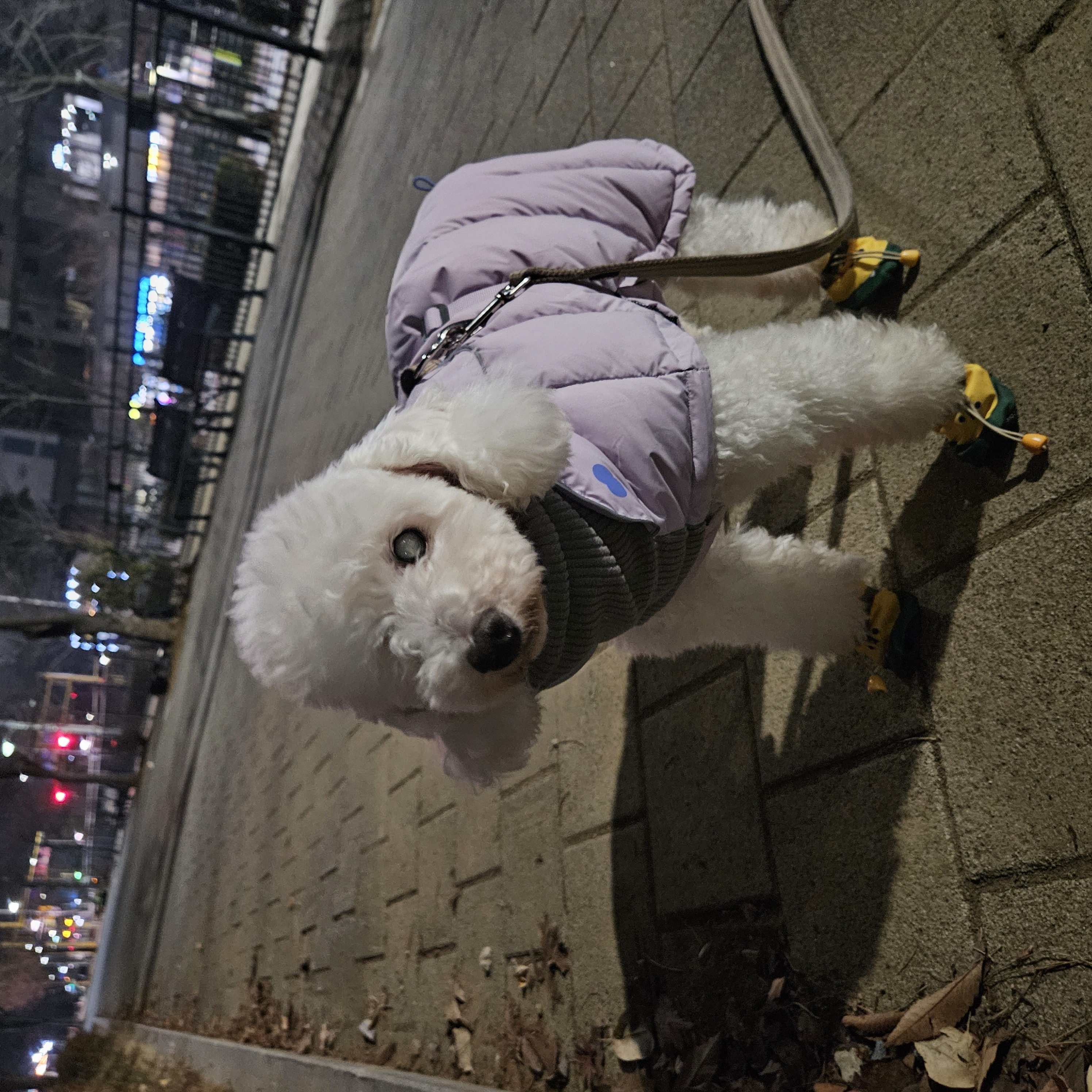 보령빛돌이(송이)겨울일상