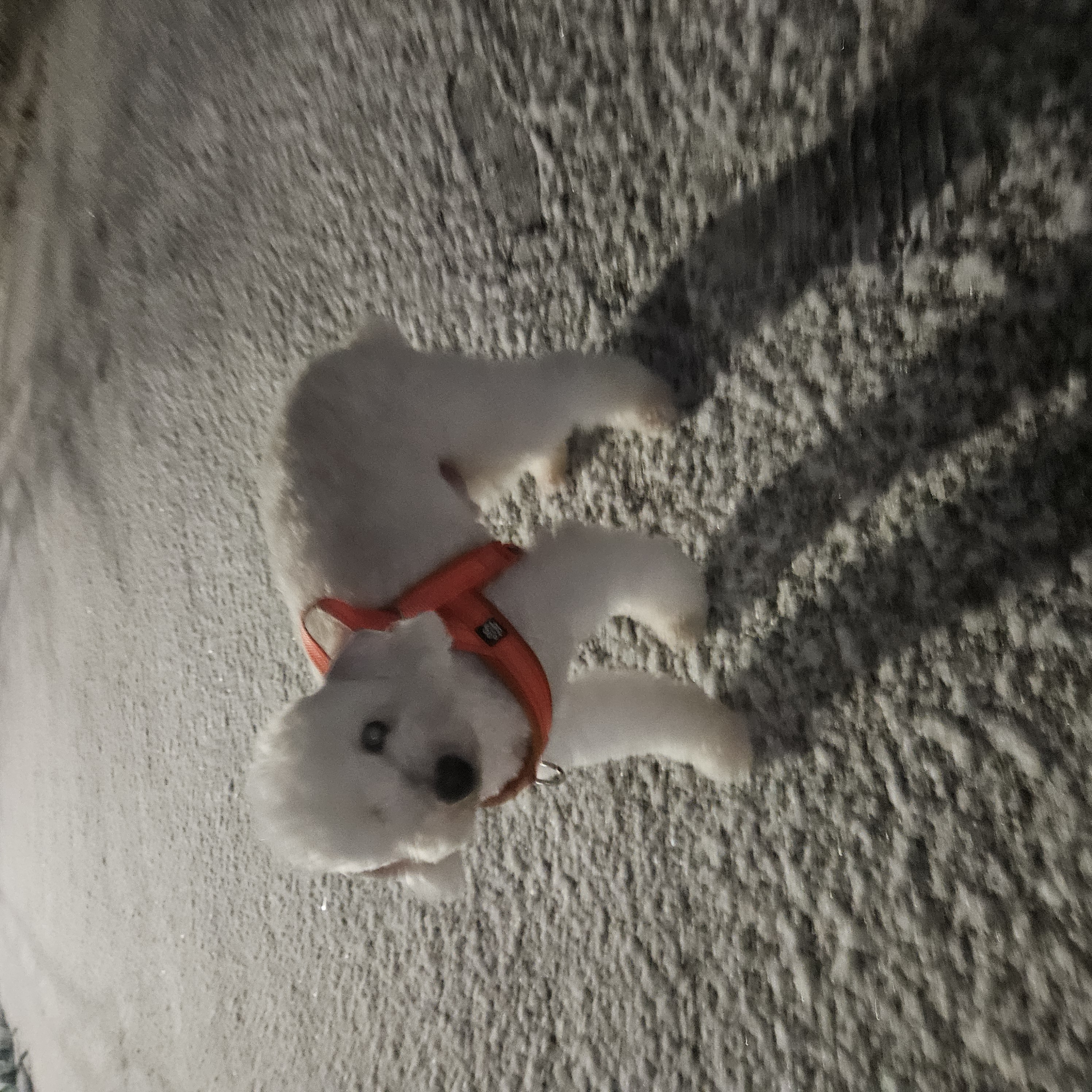 보령빛돌이(송이)겨울일상