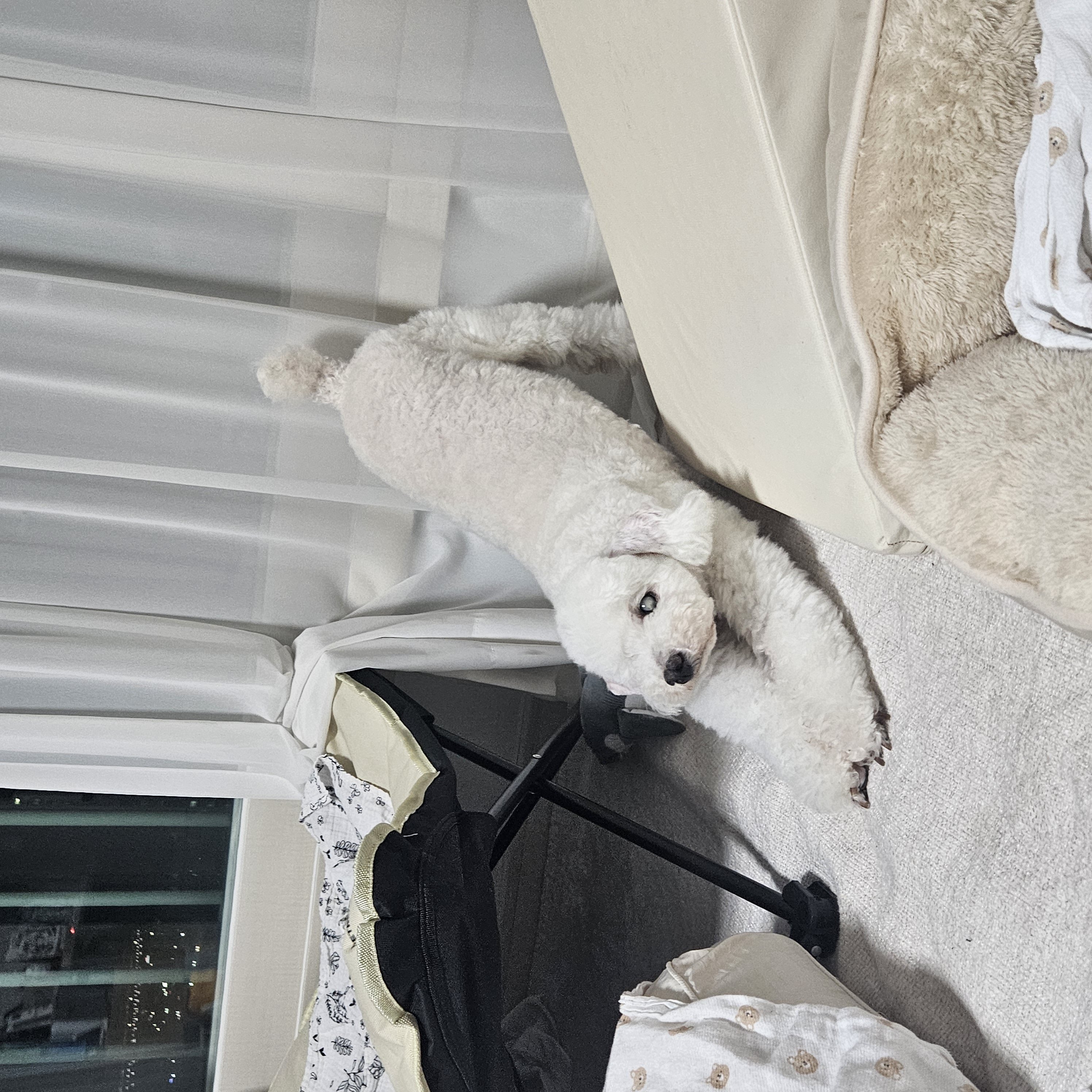 보령빛돌이(송이)겨울일상