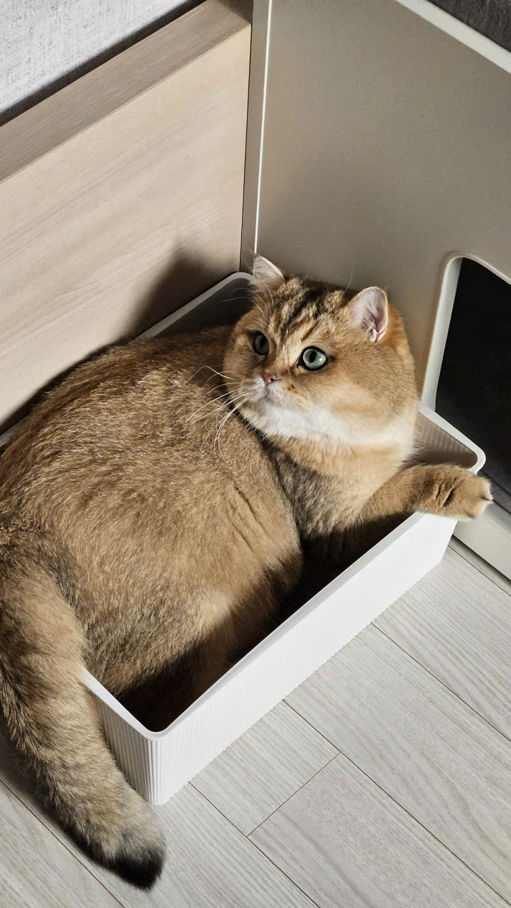 우리집 마스코트가 된 마루