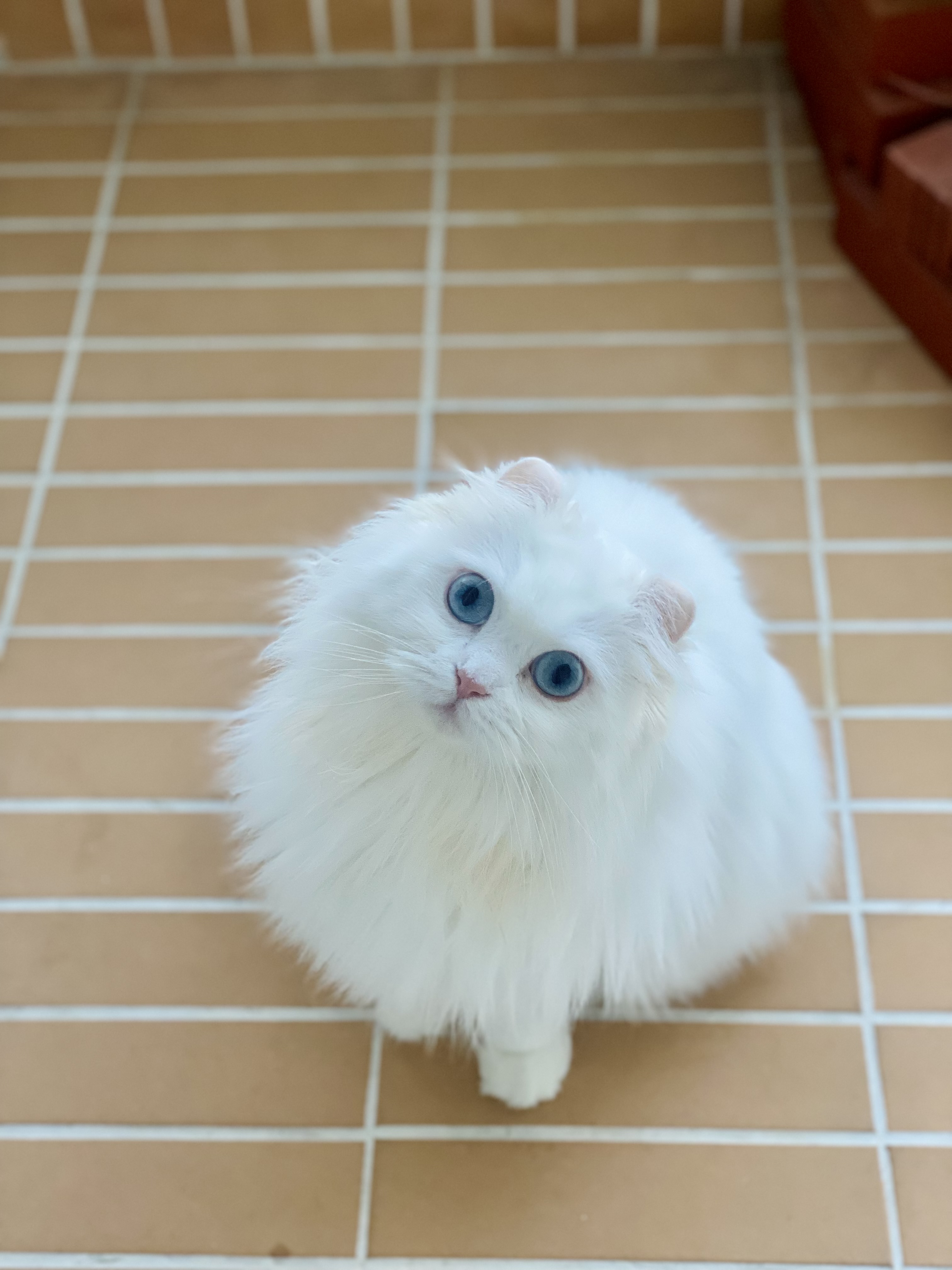 눈이 내리던 날 내게 찾아온 설이(앙이)