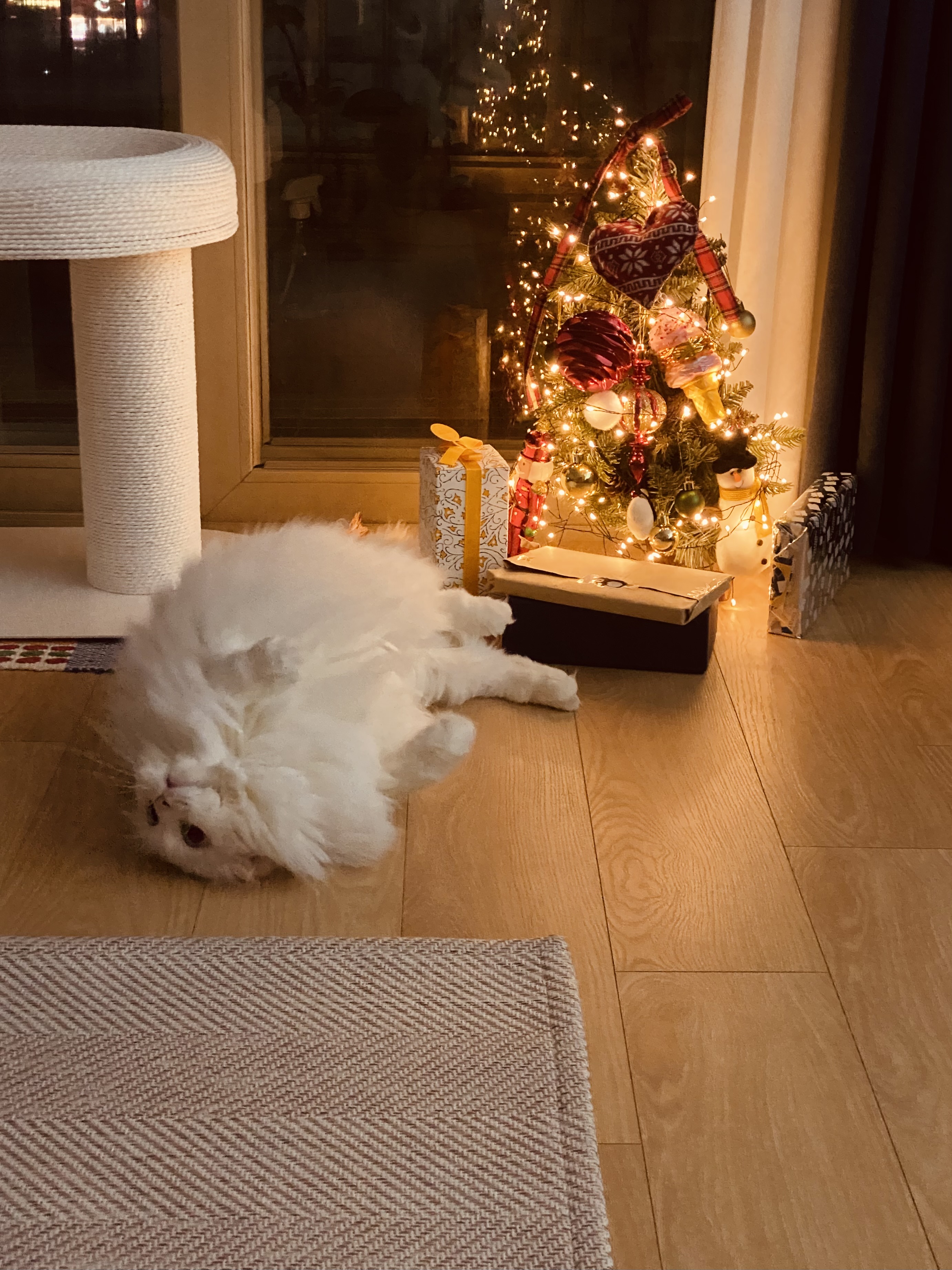 눈이 내리던 날 내게 찾아온 설이(앙이)