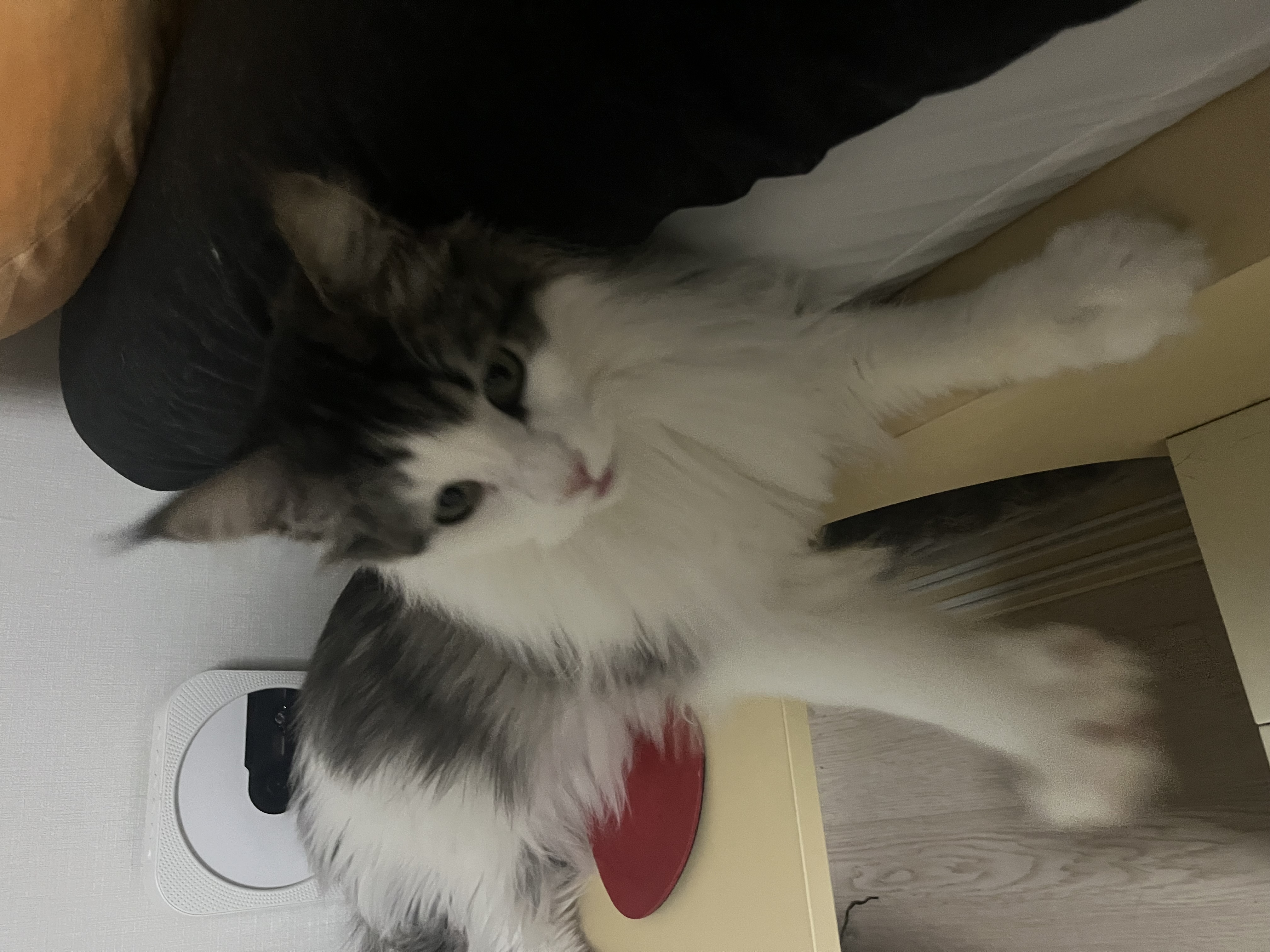 띠아 일주일 임보 후기