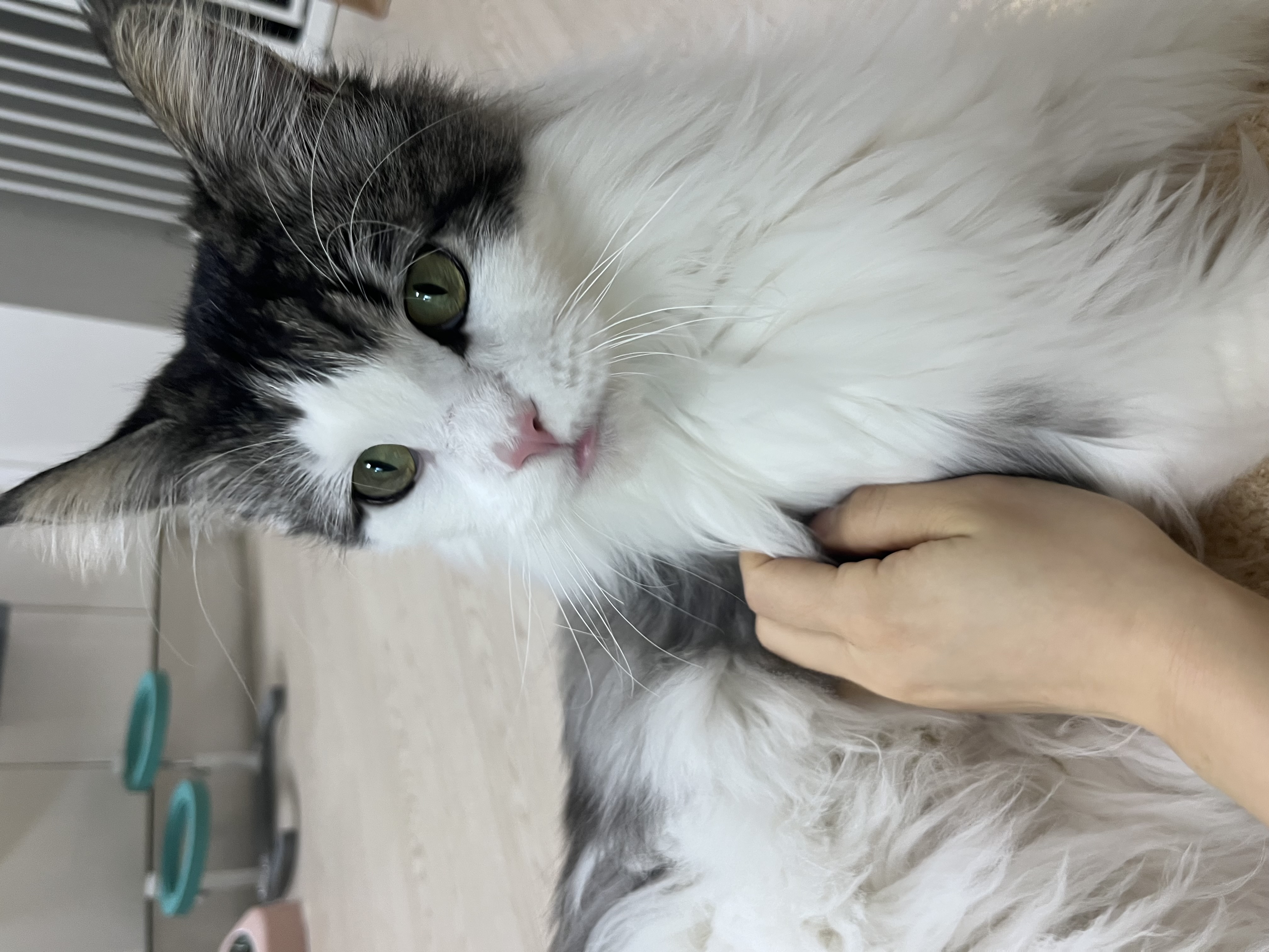 띠아 일주일 임보 후기