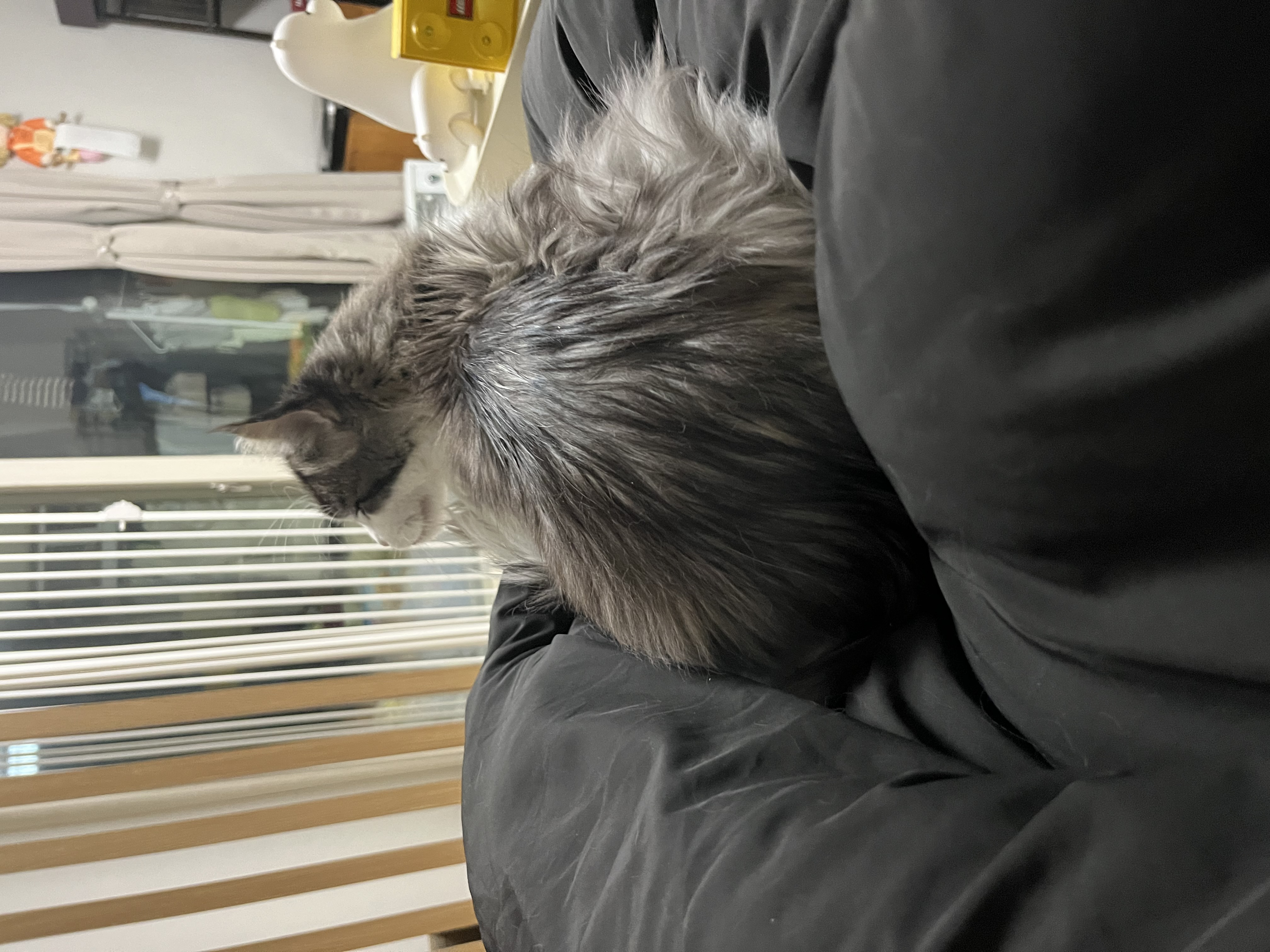 띠아 일주일 임보 후기