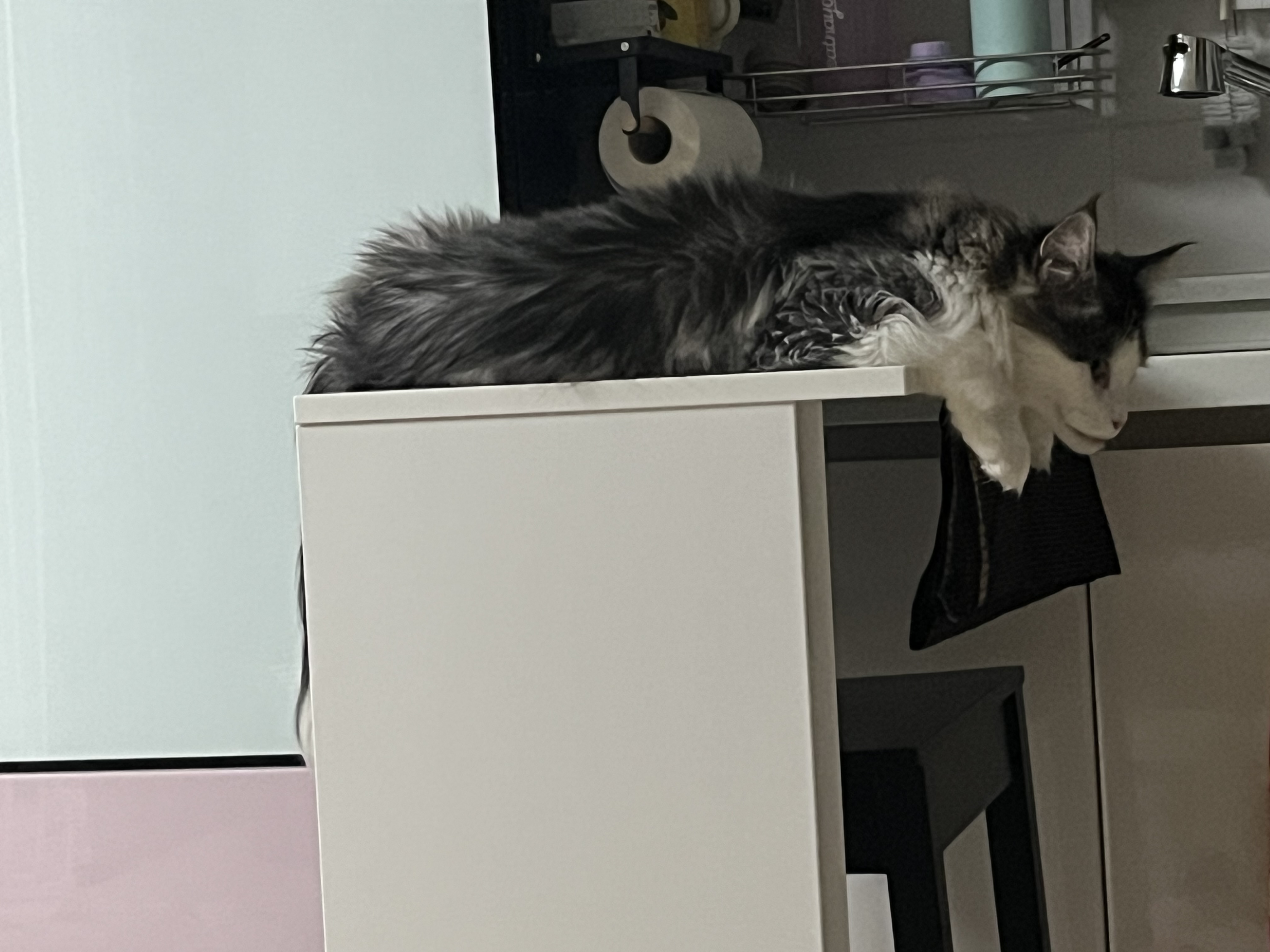 띠아 일주일 임보 후기