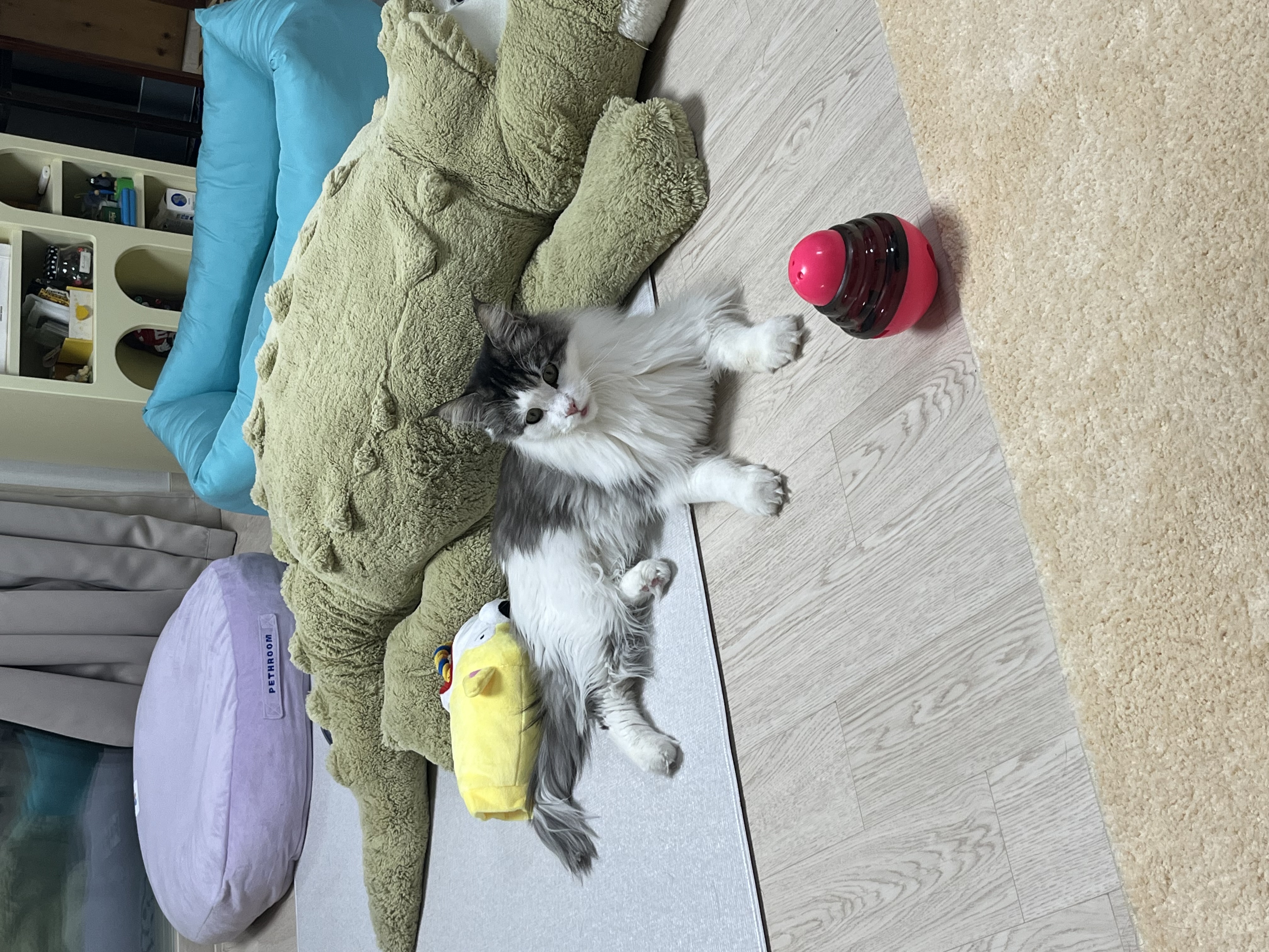 띠아 일주일 임보 후기