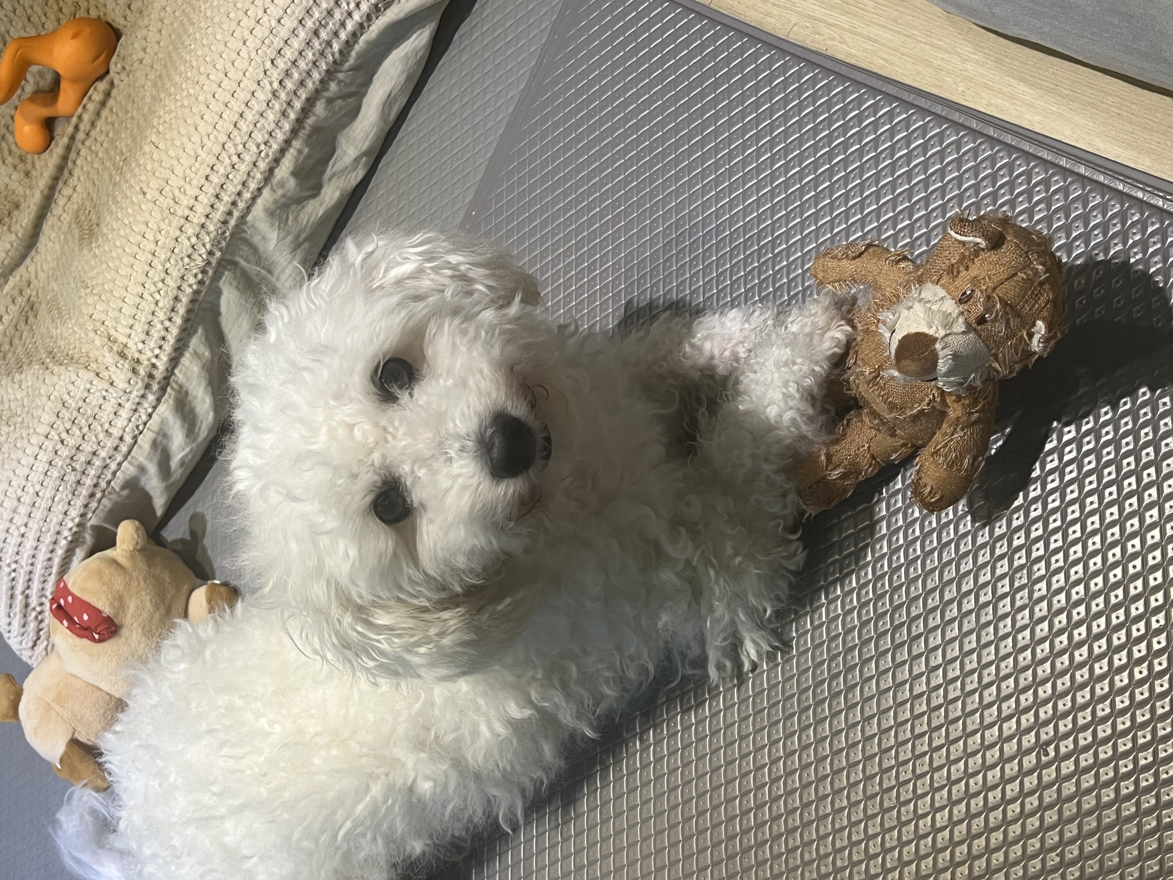 [임시보호] 보령-99, 동키와의 임시보호를 종료합니다. 하남이 임종까지보호 시작합니다.