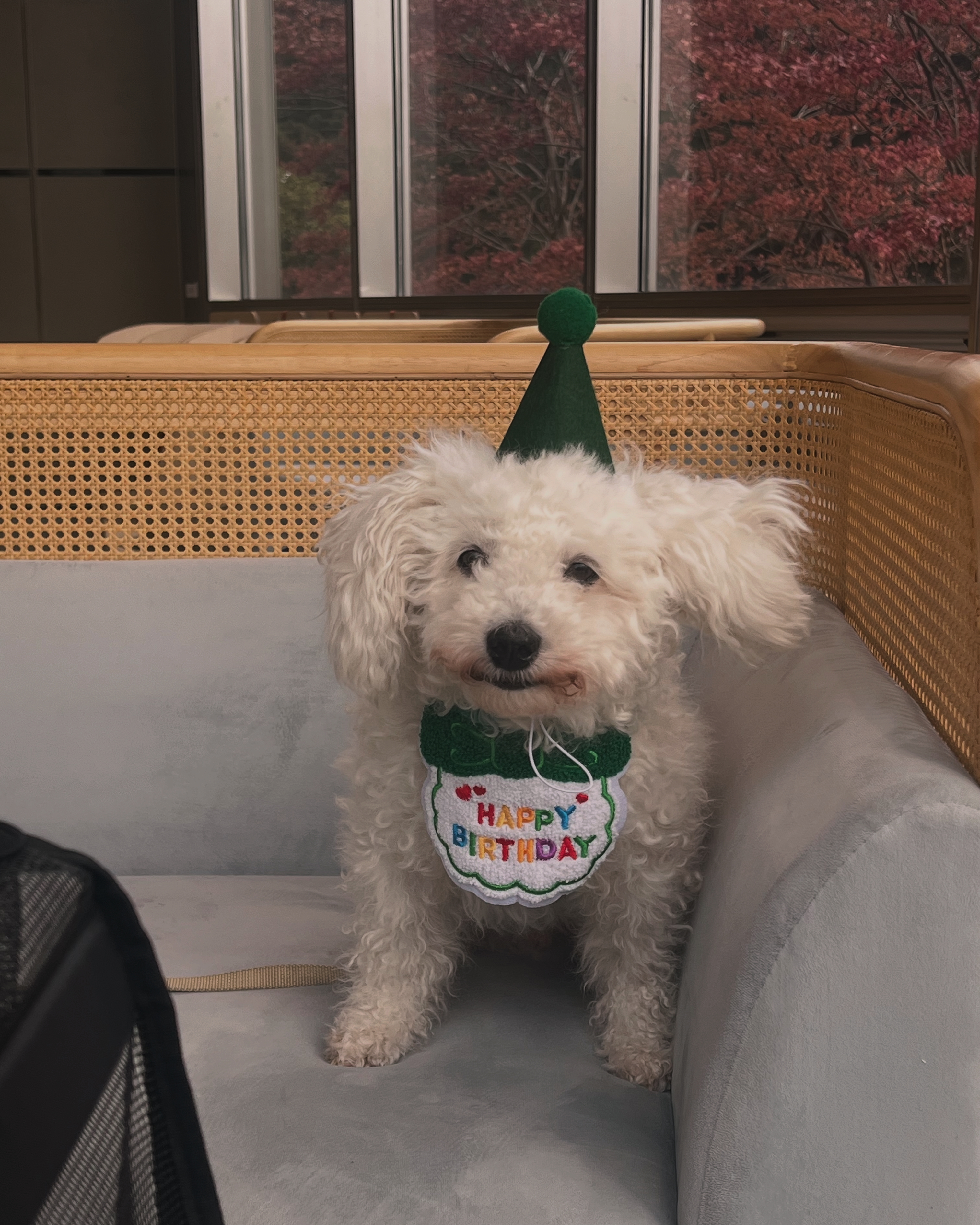 [임시보호] 보령-99, 동키와의 임시보호를 종료합니다. 하남이 임종까지보호 시작합니다.