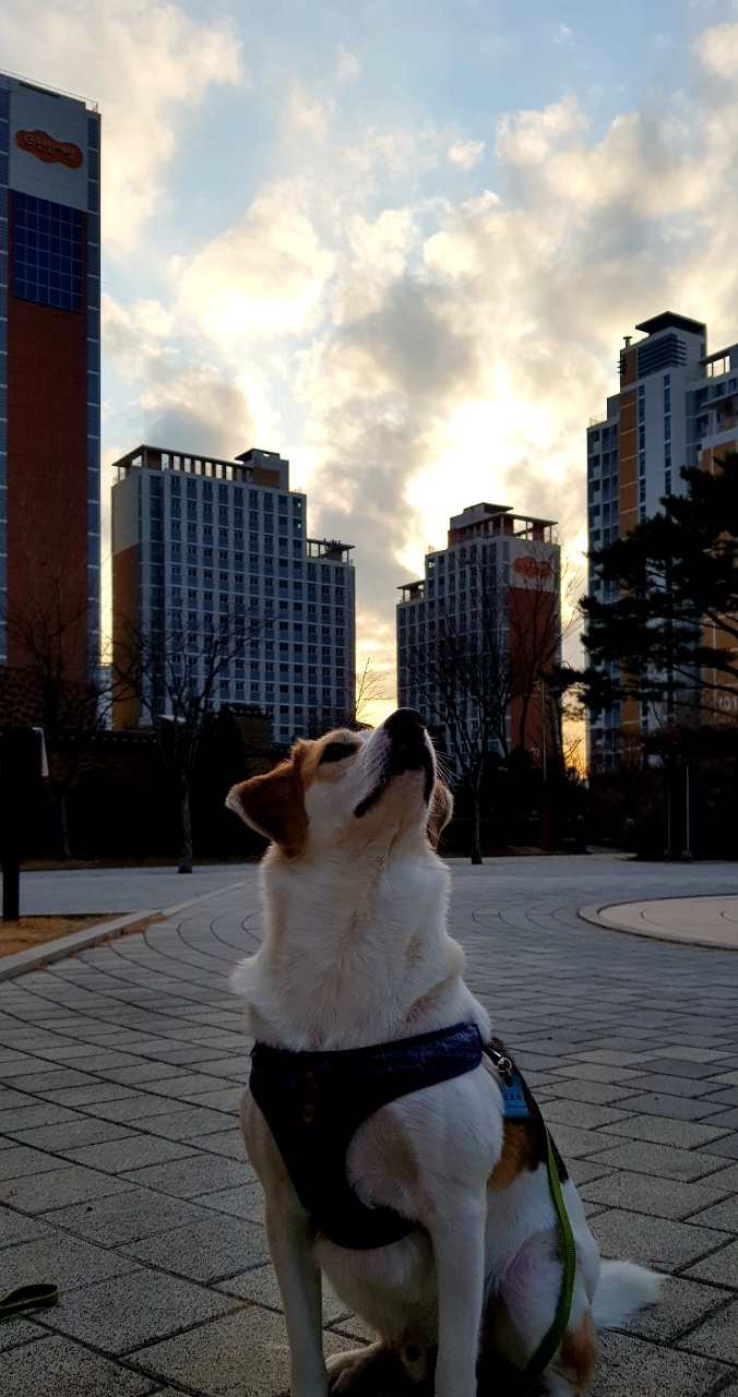 멋진 동반자 웅이가 떠났어요