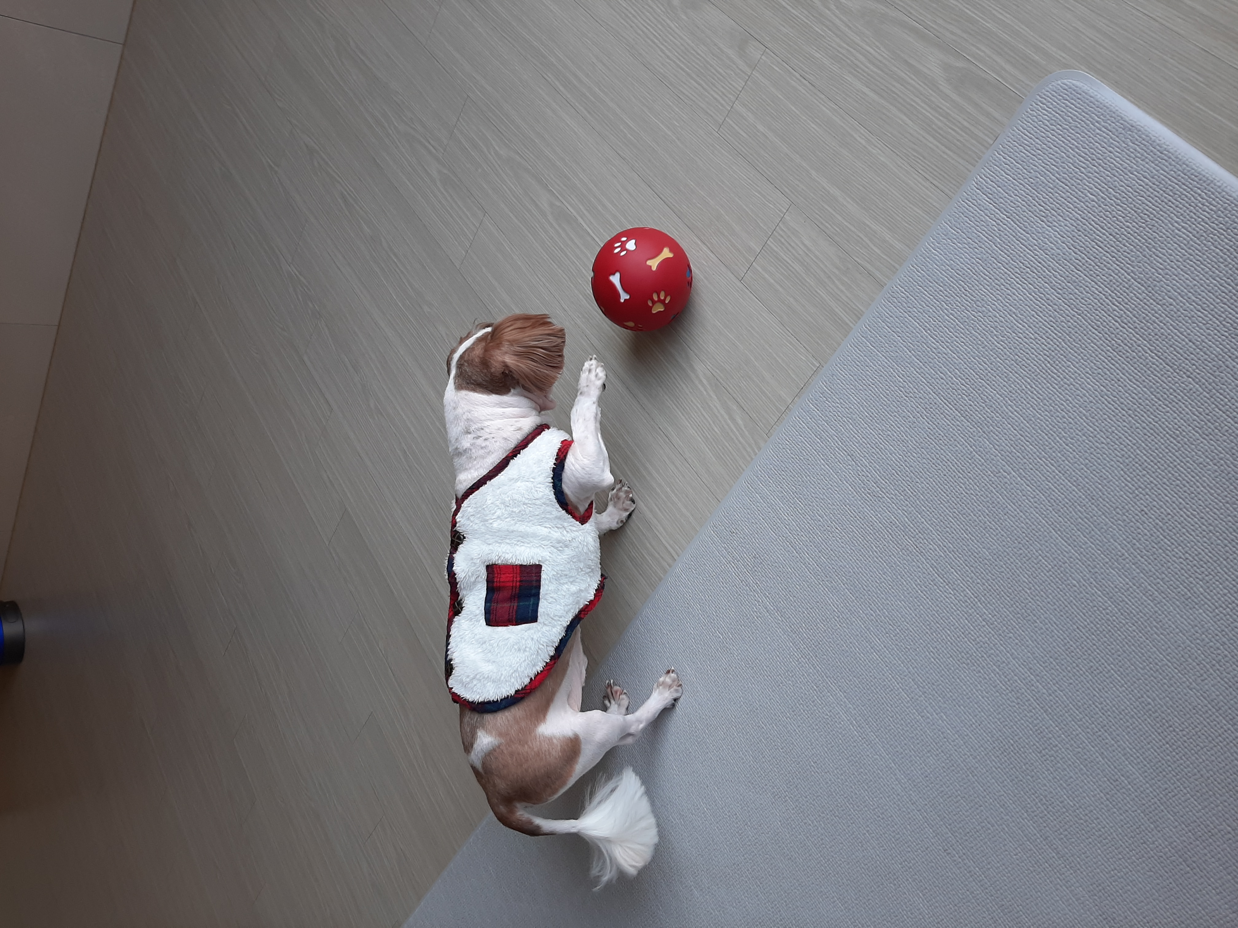 뽀야 오늘도 공 굴리며 하루를 시작합니다