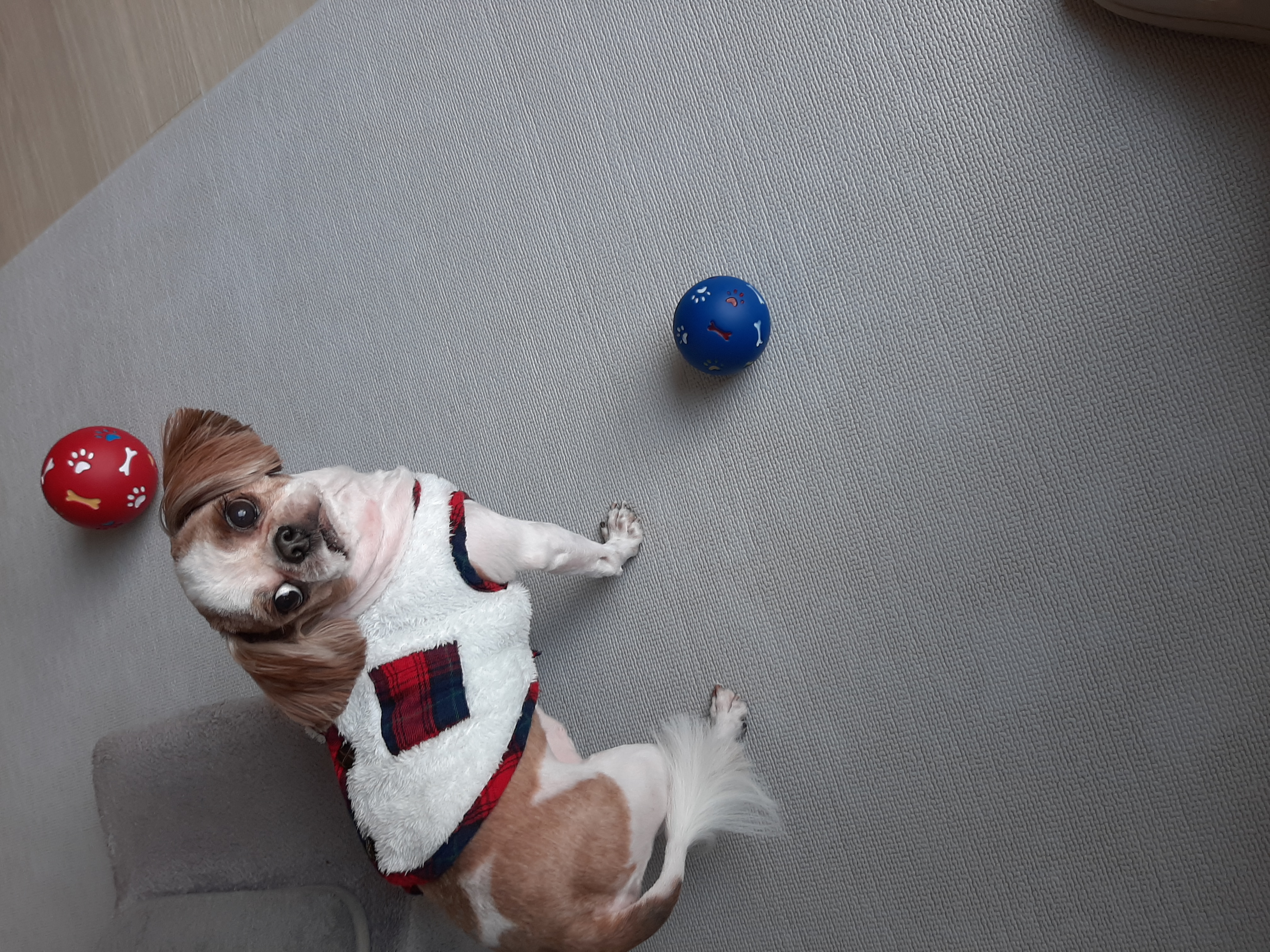 뽀야 오늘도 공 굴리며 하루를 시작합니다