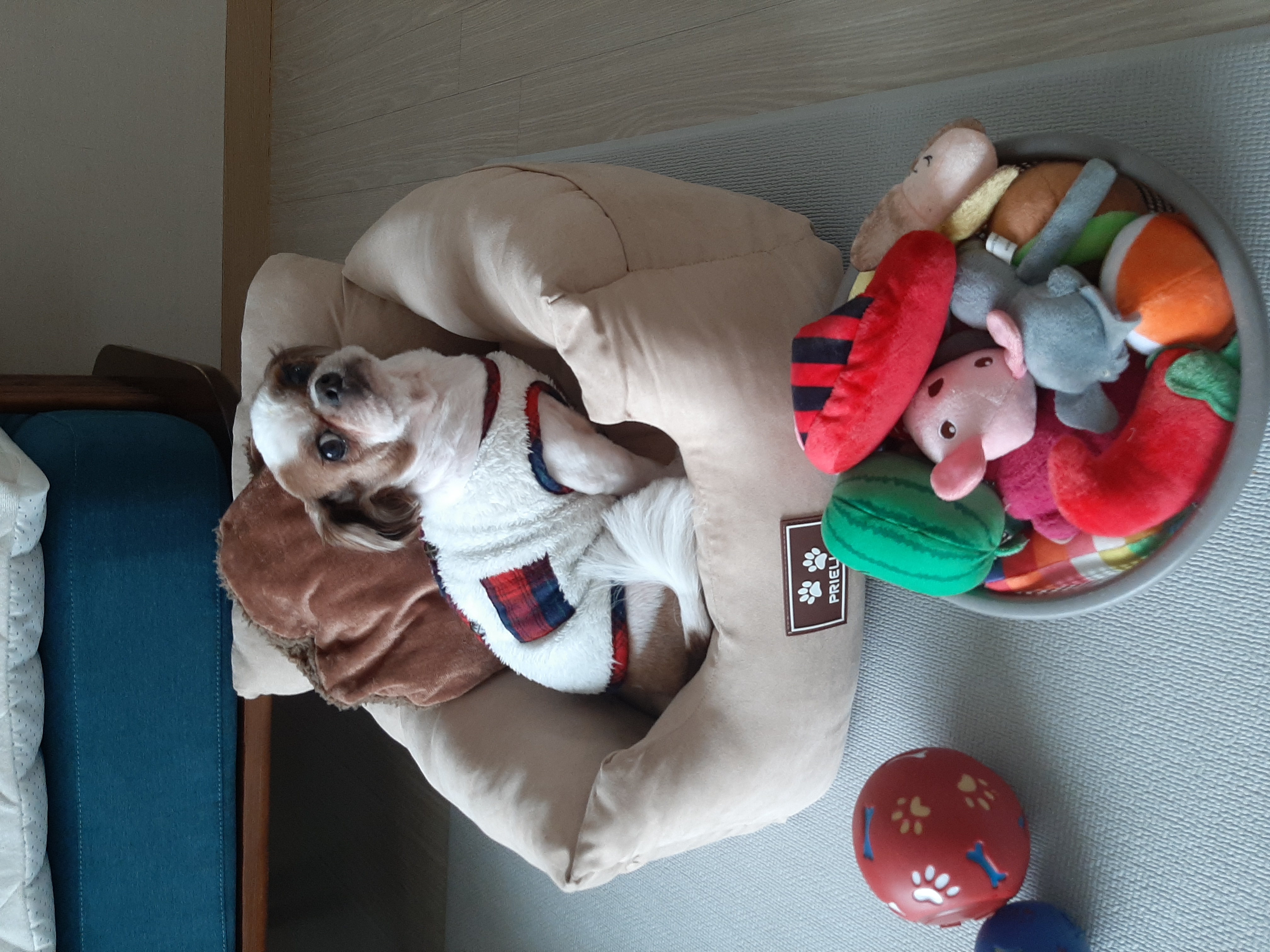 뽀야 오늘도 공 굴리며 하루를 시작합니다