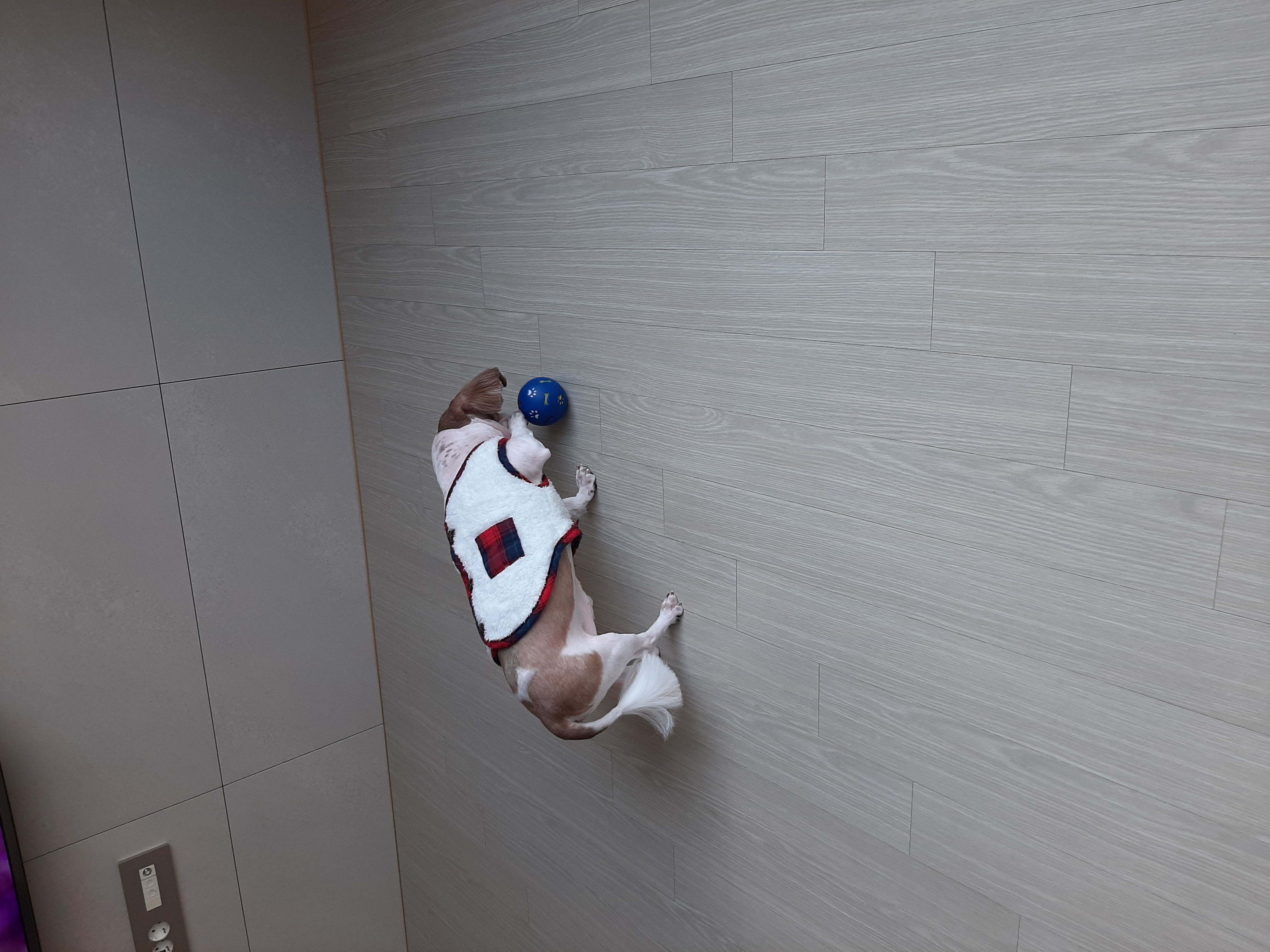 뽀야 오늘도 공 굴리며 하루를 시작합니다