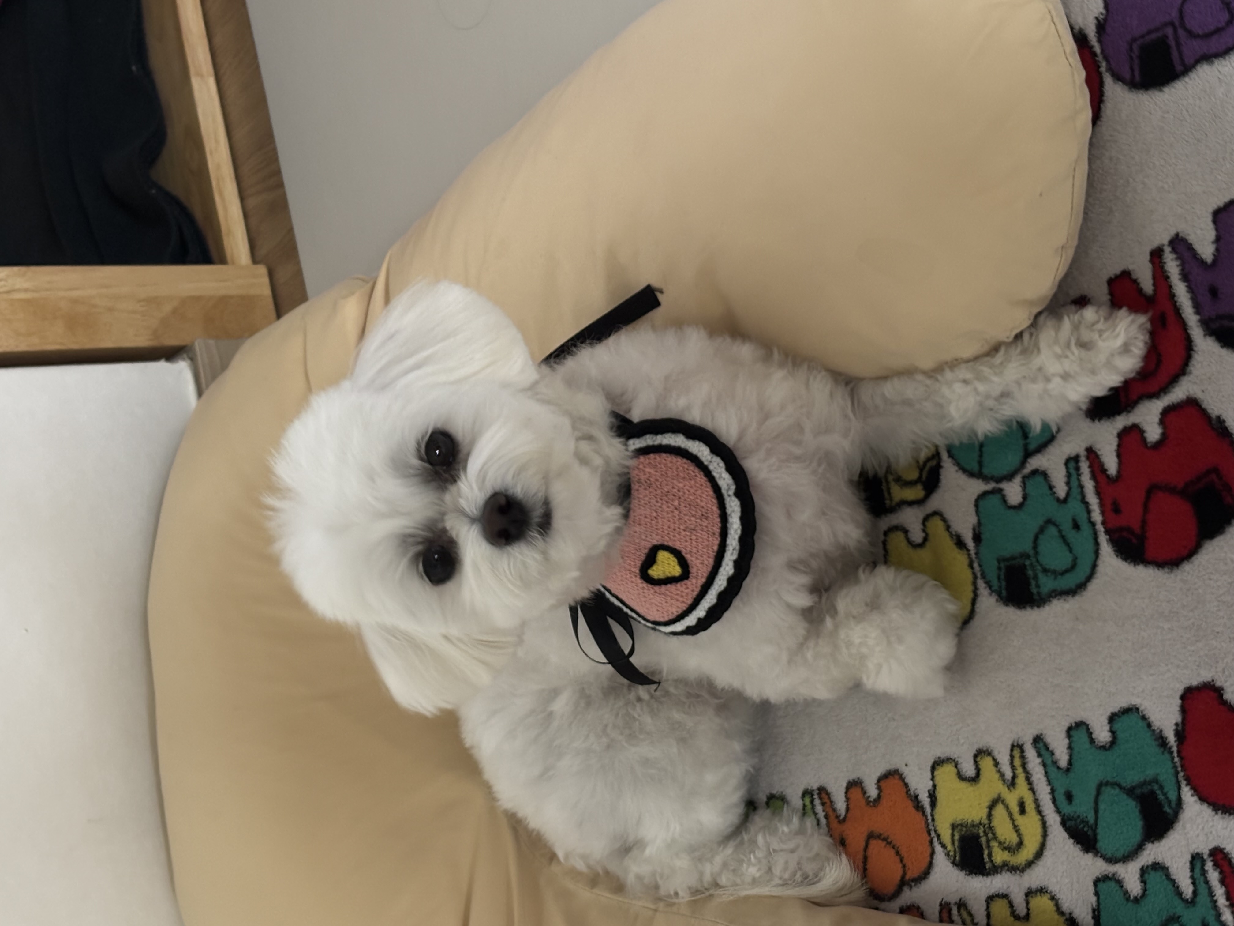 윤봄(애찌) 입양 후기입니다.