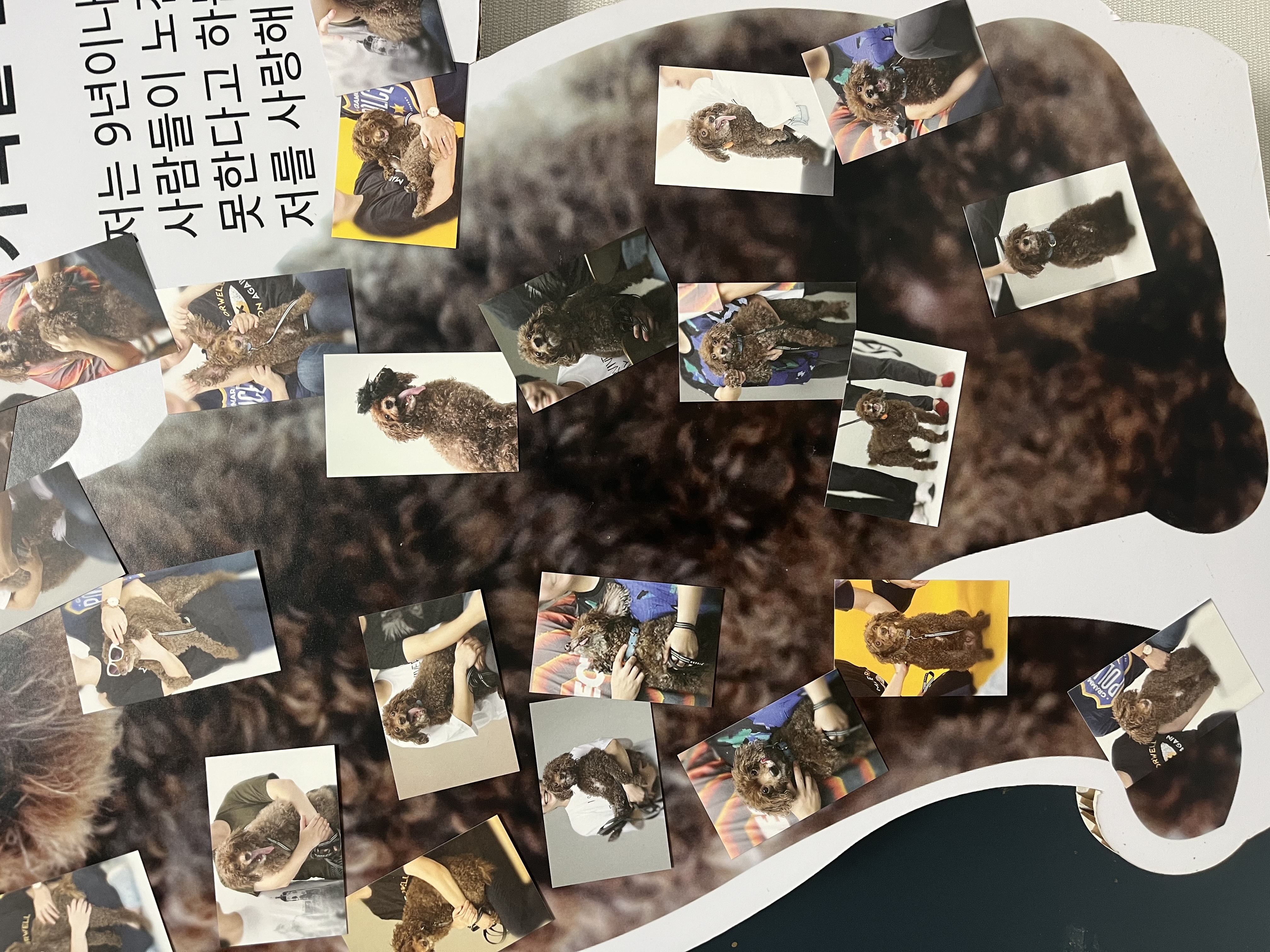 사랑하는 쪼꼬가 무지개다리를 건넜습니다.