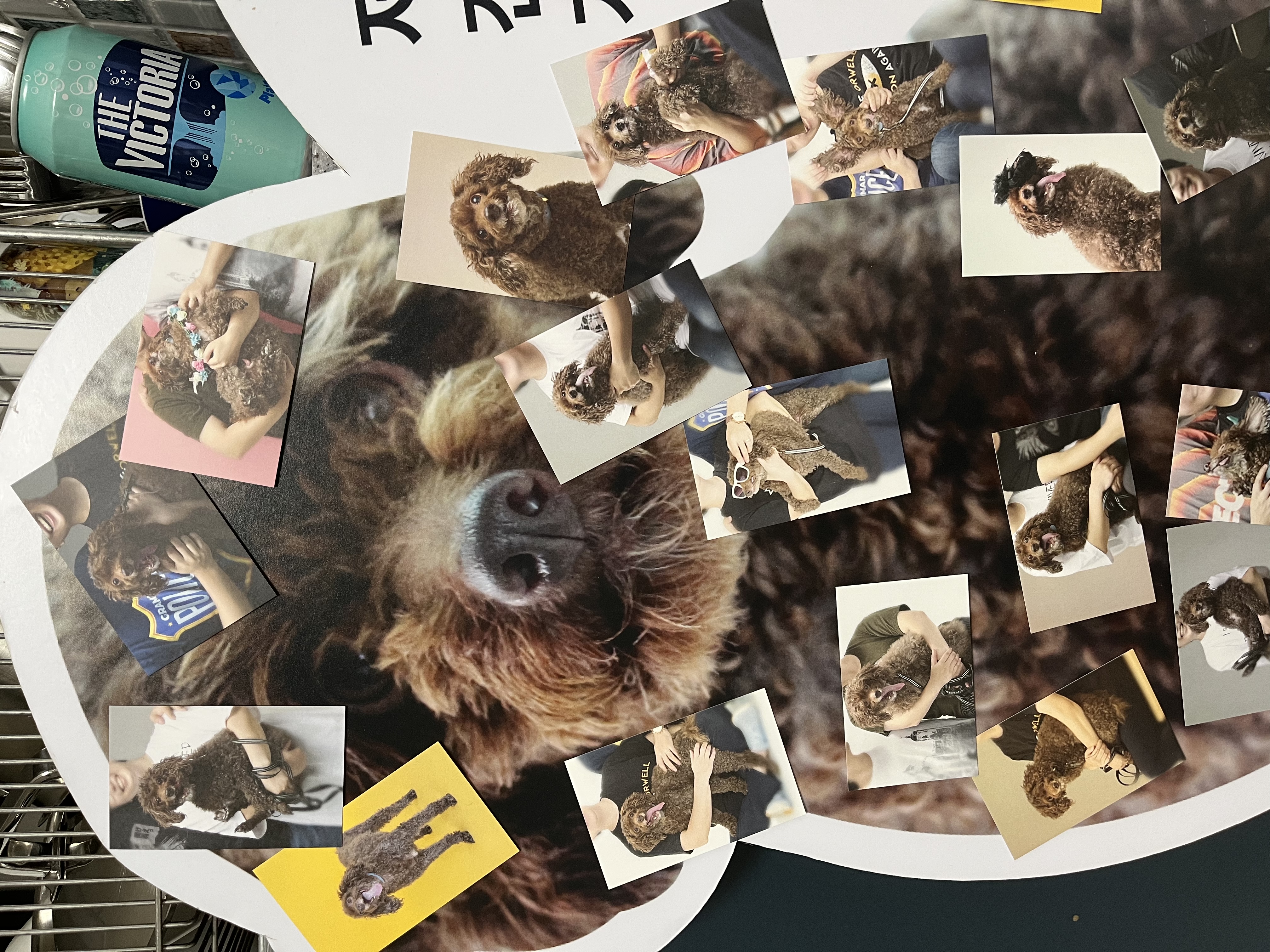 사랑하는 쪼꼬가 무지개다리를 건넜습니다.