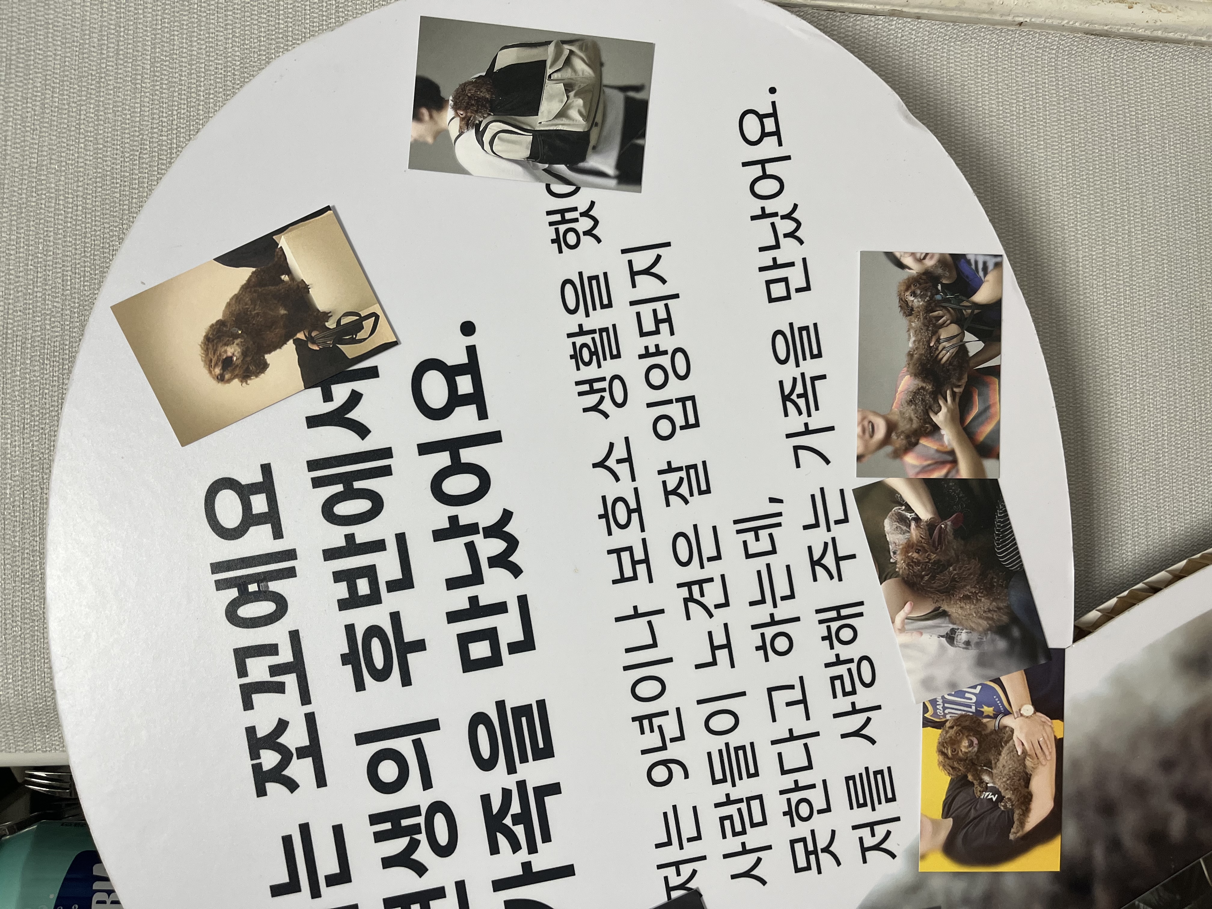 사랑하는 쪼꼬가 무지개다리를 건넜습니다.