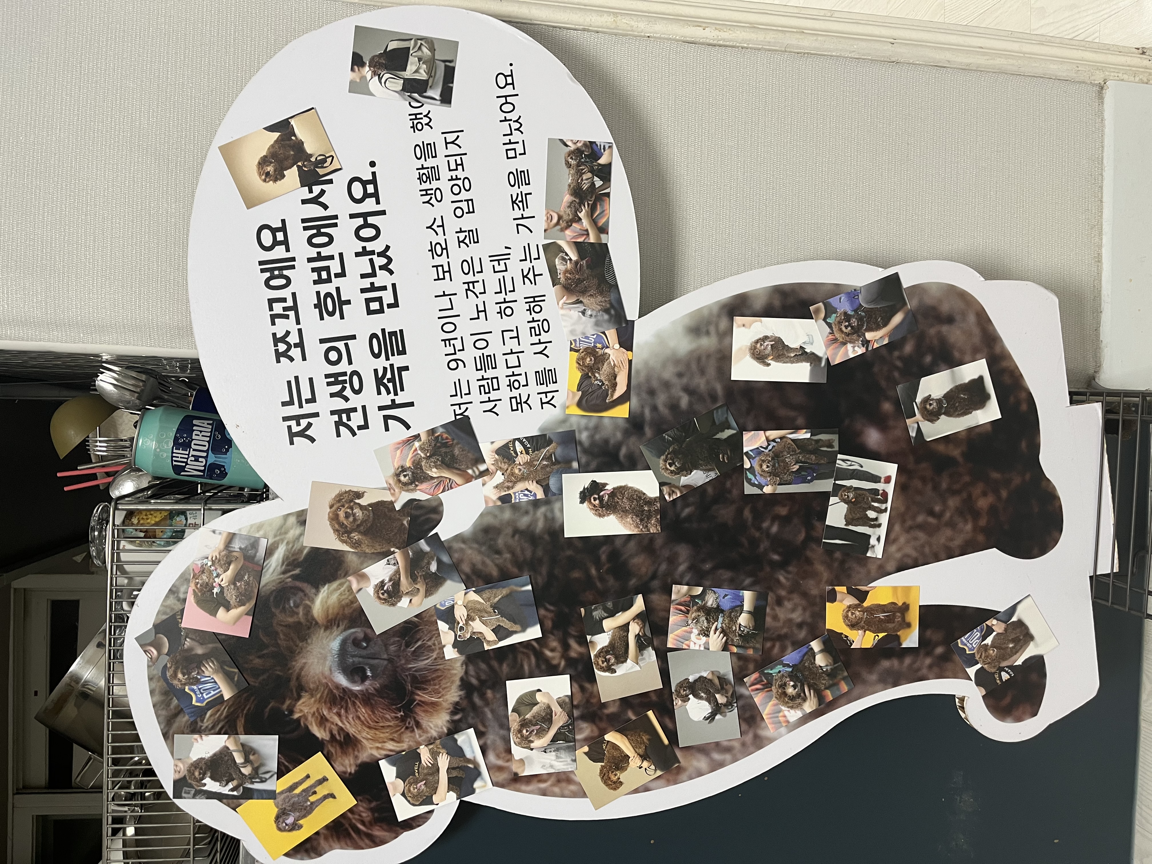 사랑하는 쪼꼬가 무지개다리를 건넜습니다.