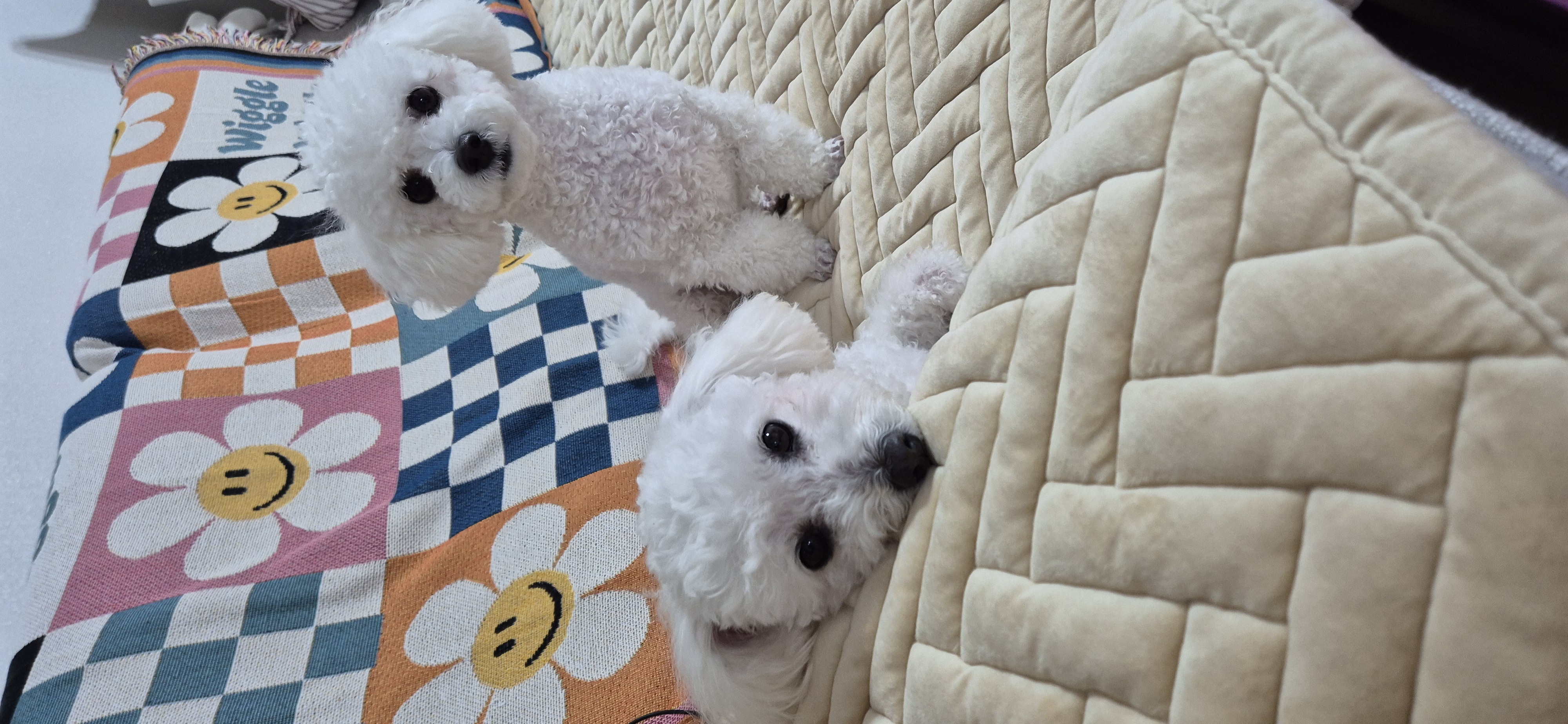 다온(푸양이) & 누림(양이) 1년^^