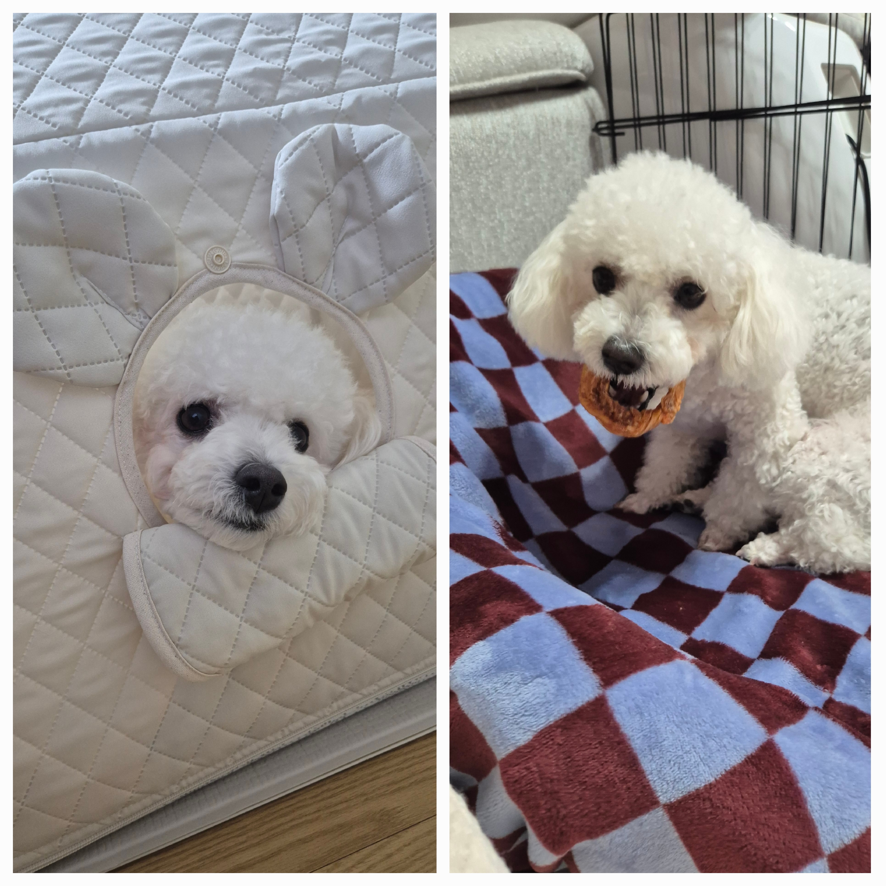 다온(푸양이) & 누림(양이) 1년^^