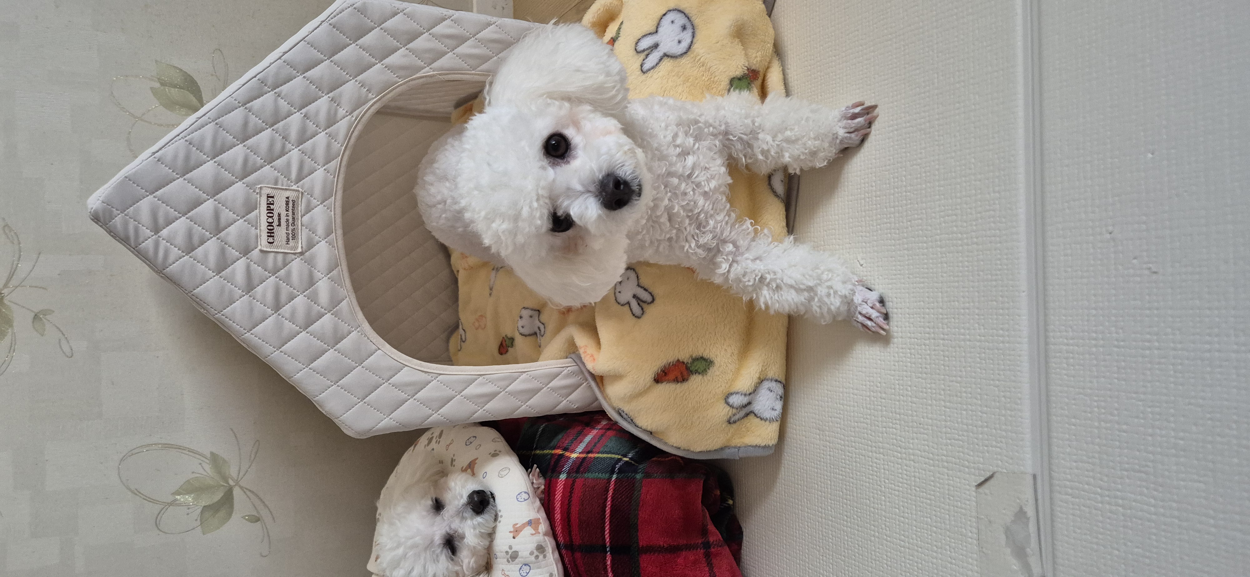 다온(푸양이) & 누림(양이) 1년^^