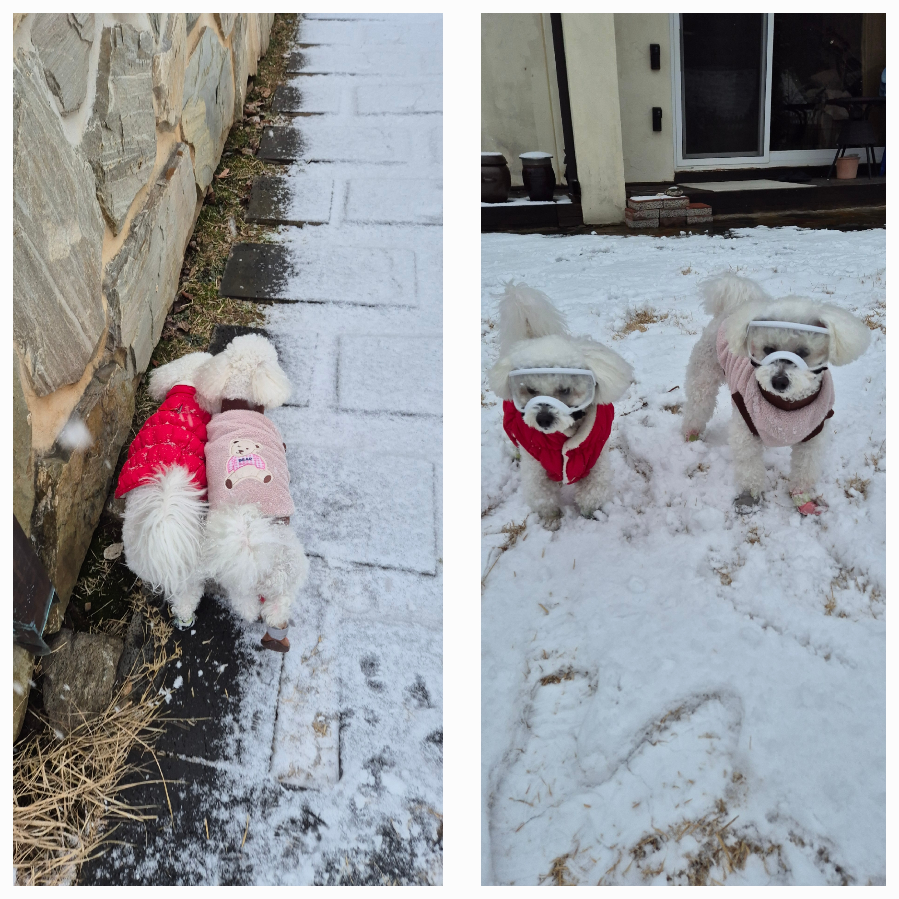 다온(푸양이) & 누림(양이) 1년^^