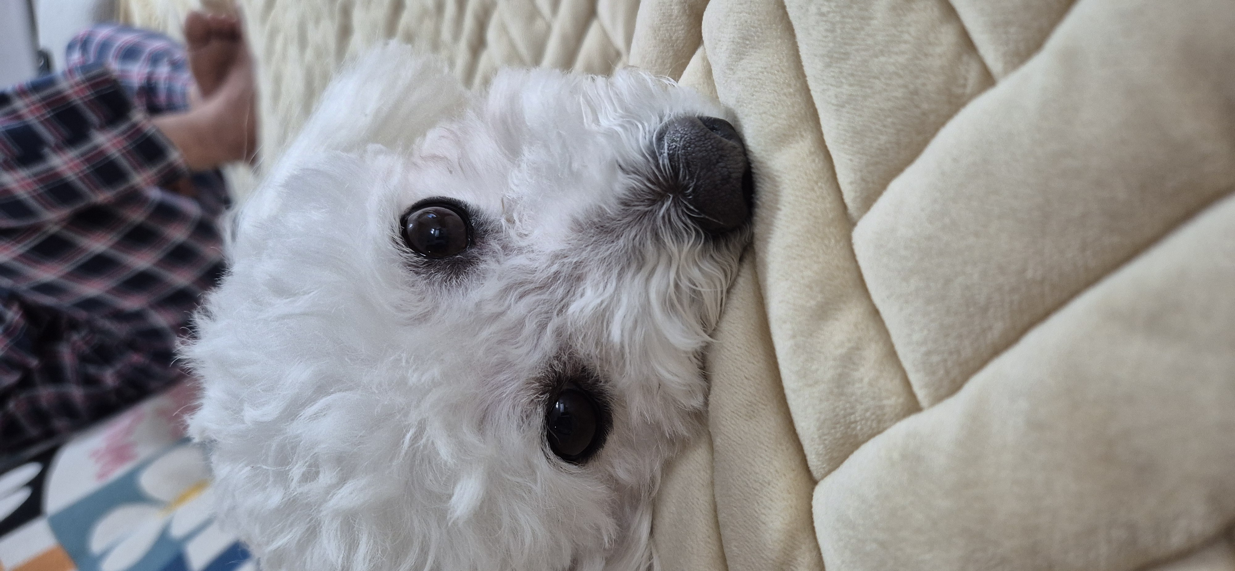 다온(푸양이) & 누림(양이) 1년^^