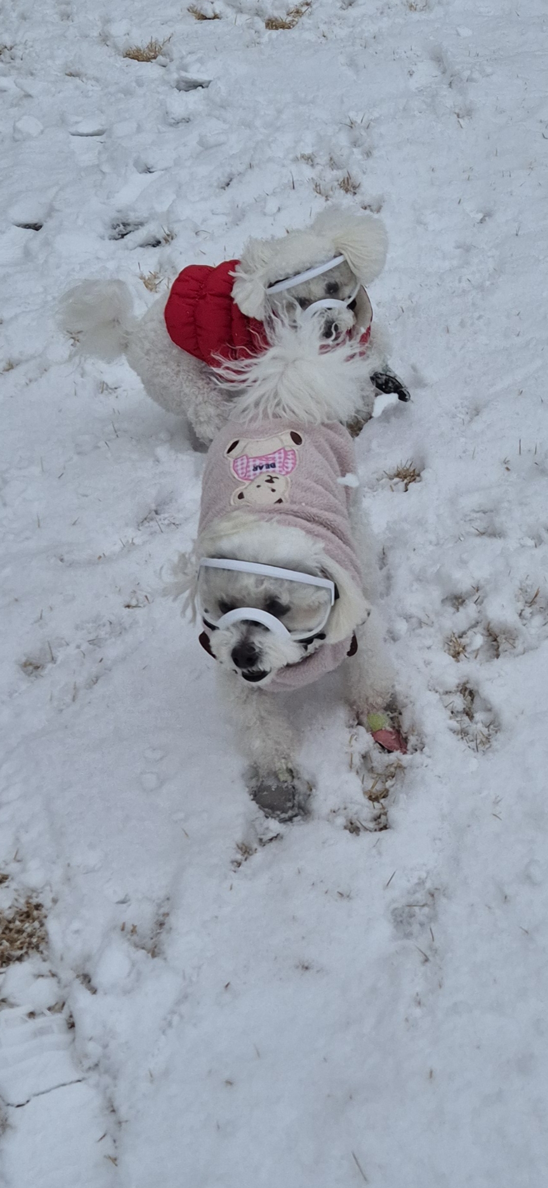 다온(푸양이) & 누림(양이) 1년^^
