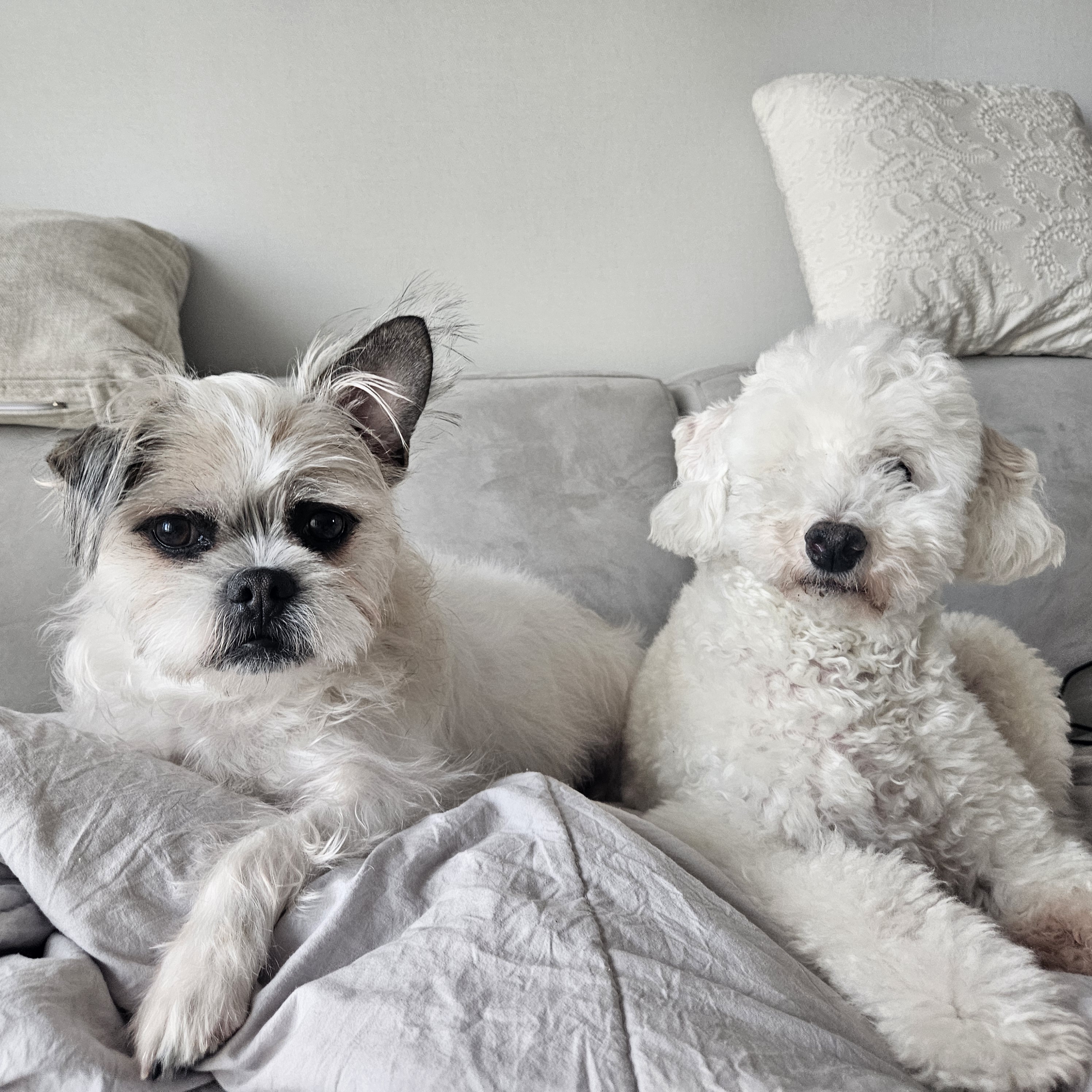 보령 빛돌이일상(예쁨주의)